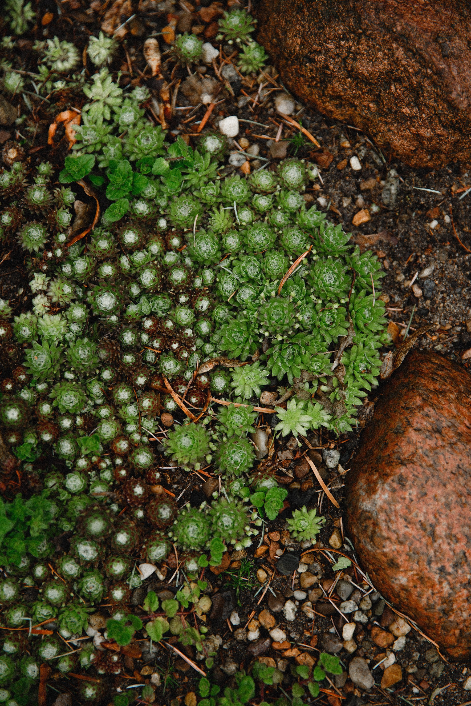 Botanical garden in Wroclaw. Kaja | fotograf we Wrocławiu | ludzie i psy