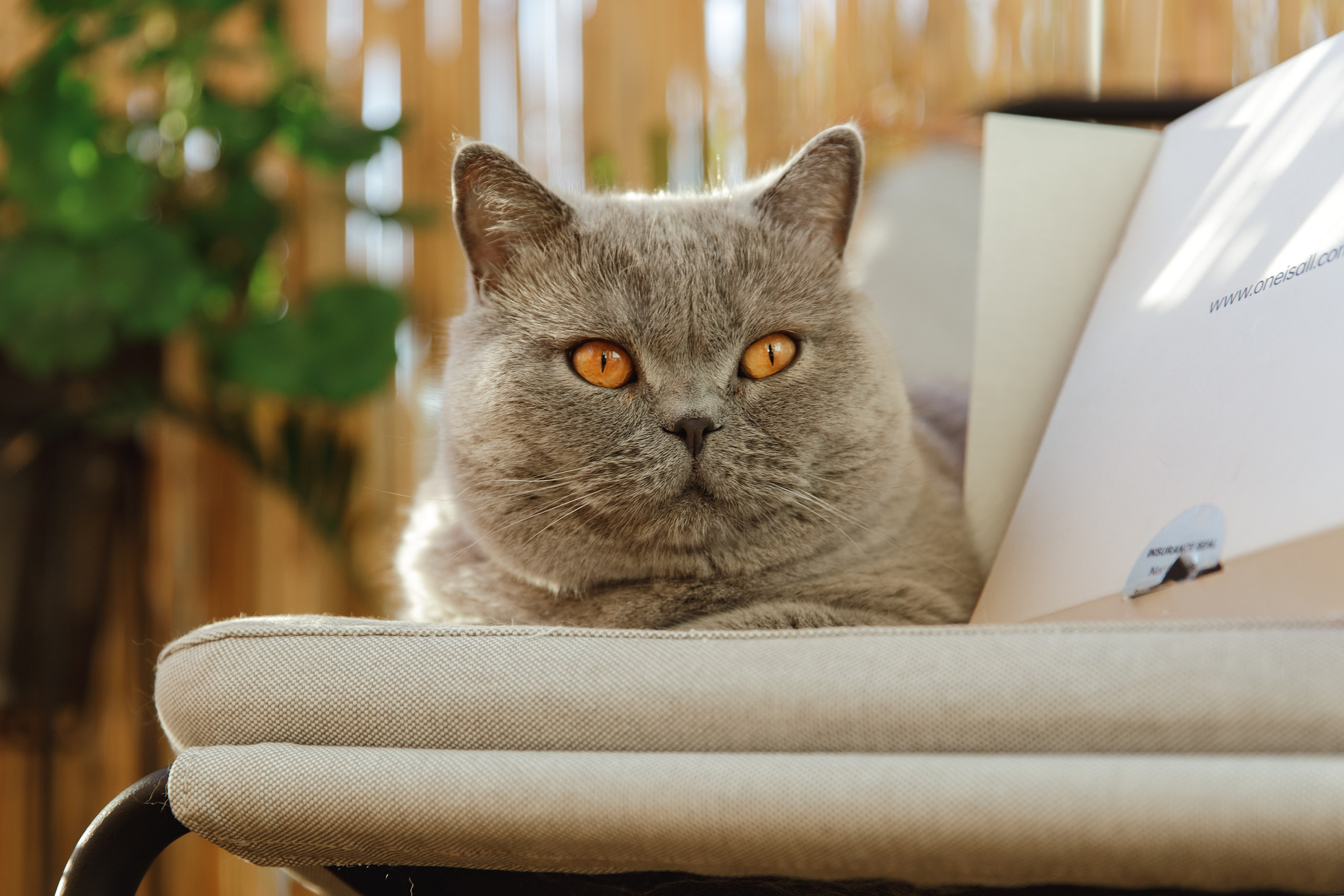 Boczka & Dimitrii. Kaja | fotograf we Wrocławiu | ludzie i psy