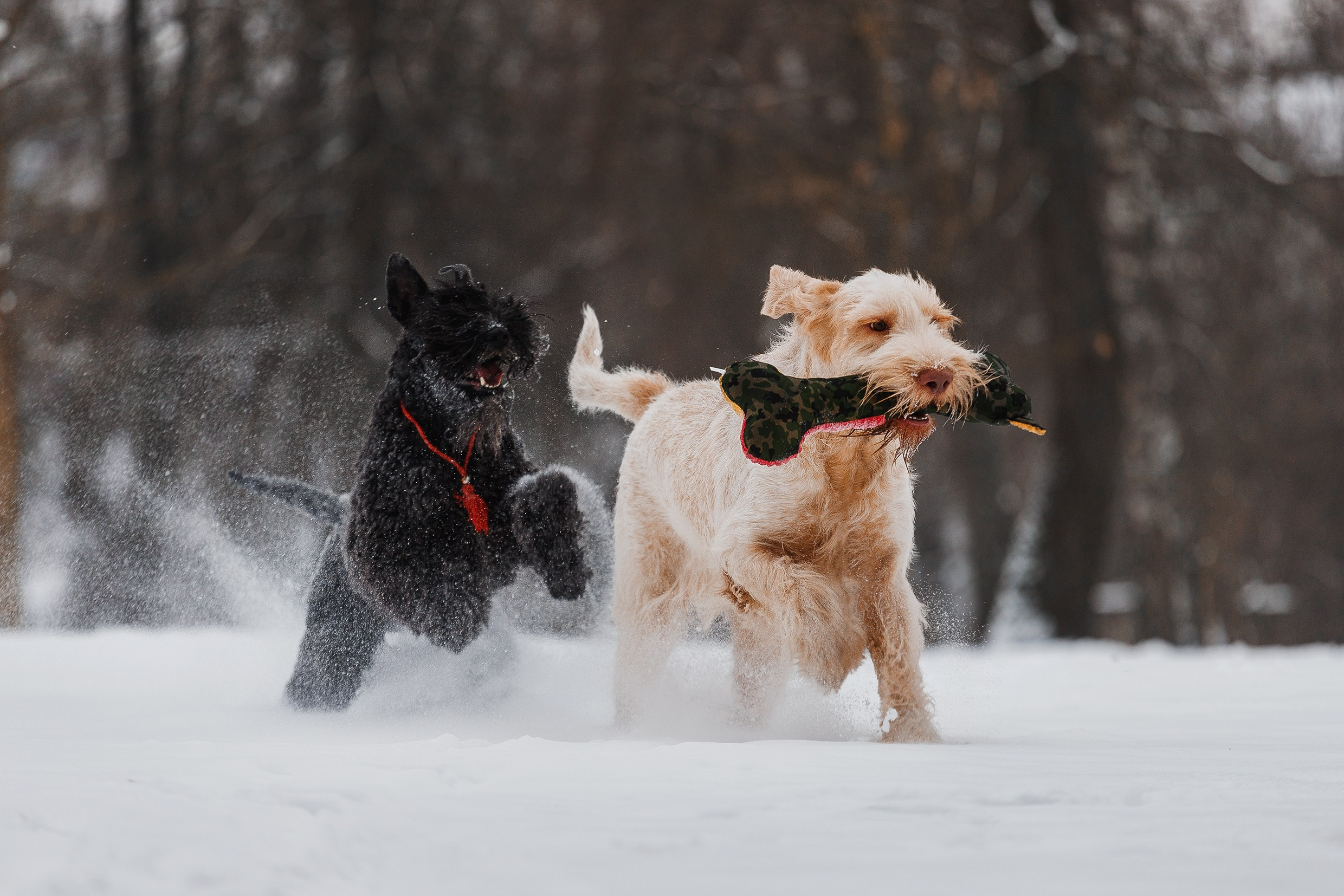 Kerry blue terrier & italian spinone. Kaja | fotograf we Wrocławiu | ludzie i psy