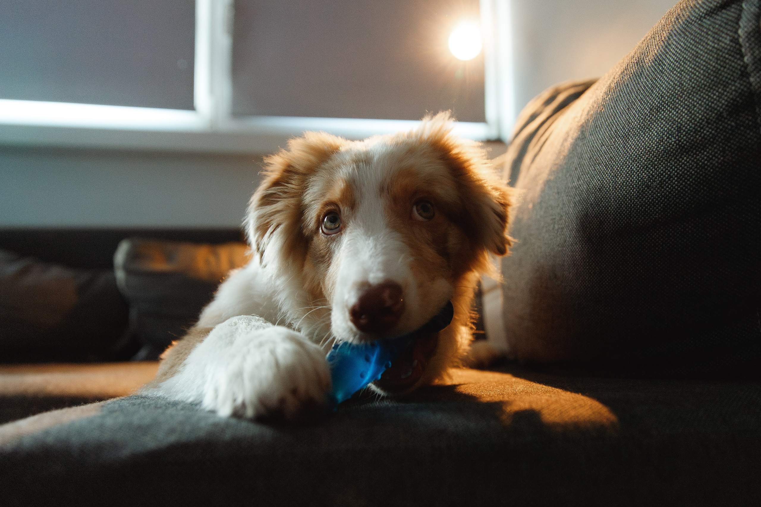 Fotografia psów Wrocław. Kaja | fotograf we Wrocławiu | ludzie i psy