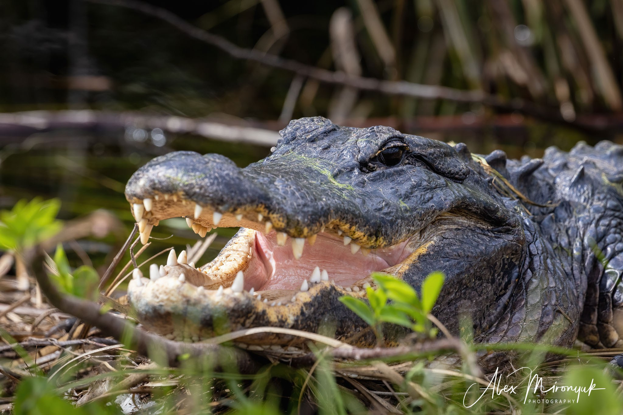 Exploring True Florida: Springs, Rivers & Manatees by Canoe. Pet, Senior, Landscape, portrait studio, photographer in Miami and Sou