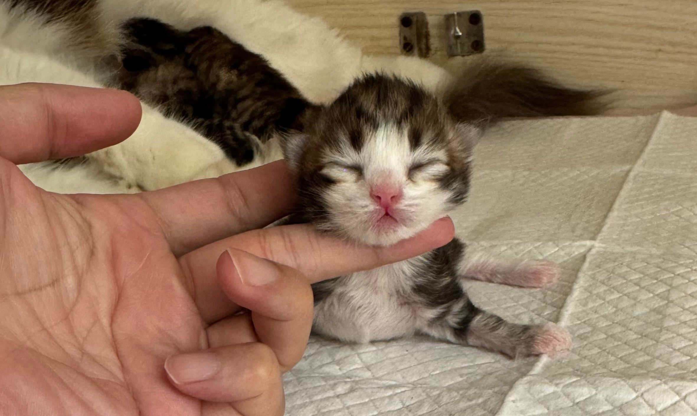 BROWN TABBY & WHITE FEMALE