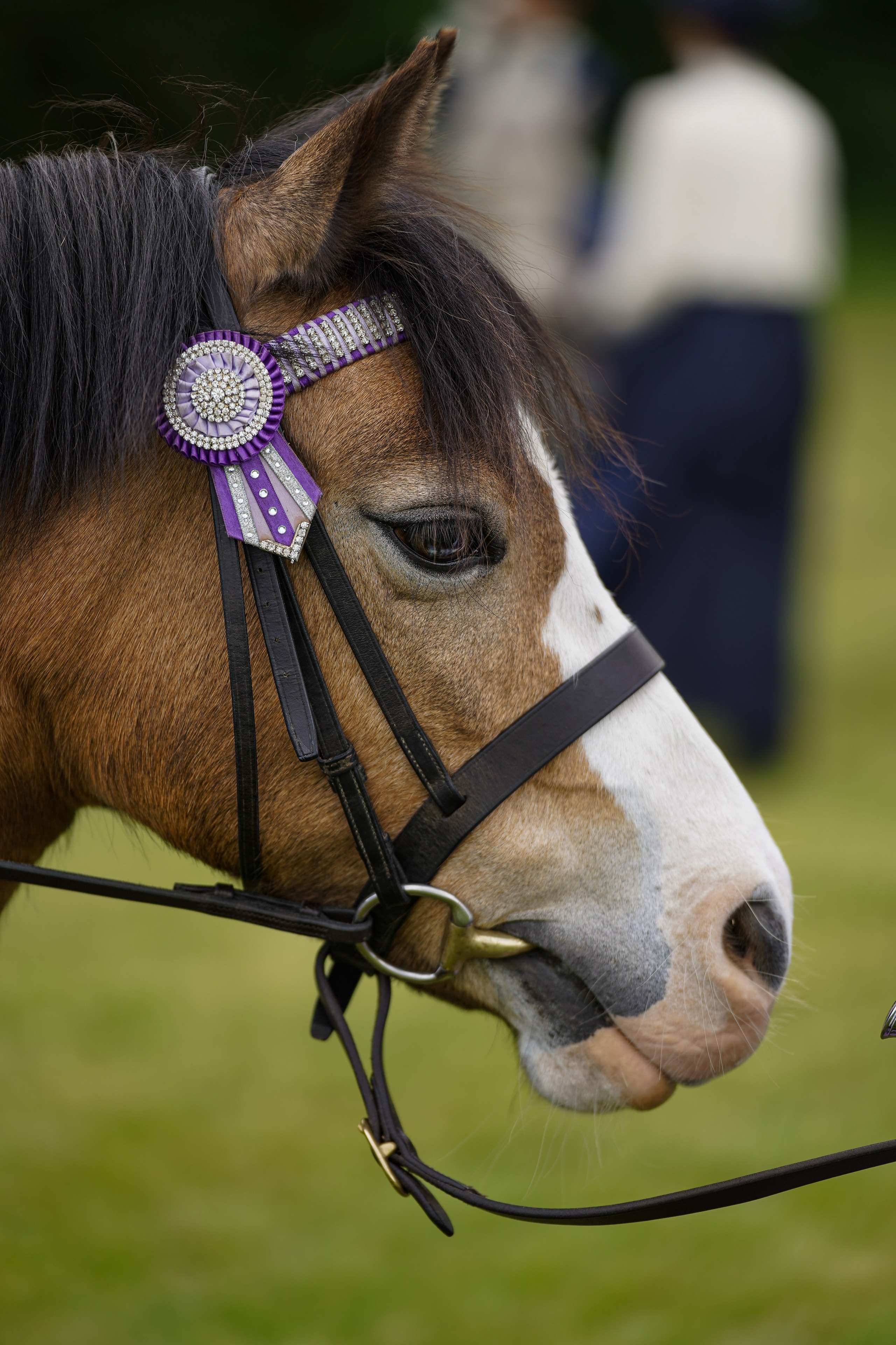 Showing. Leicestershire Equine Photography by El | Authentic Equine Portraits & Events