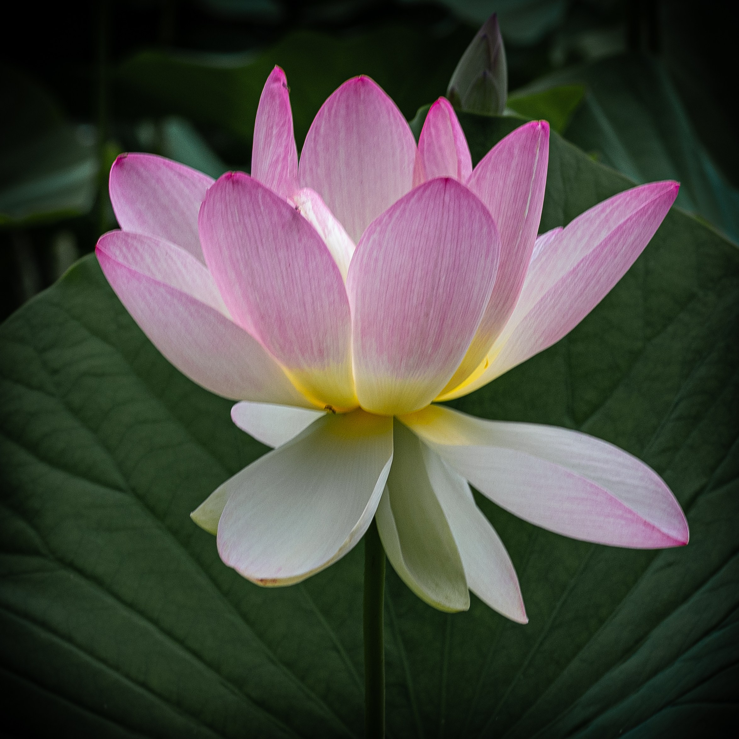 Fiori. “Gianmaria Coscia fotografo per passione”