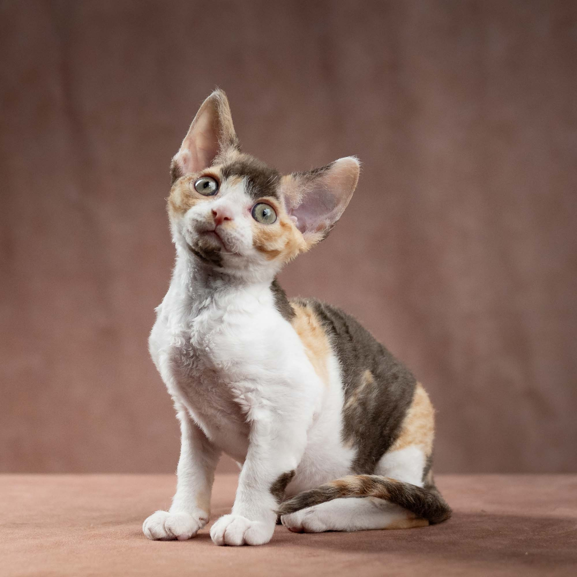 Dixie, girl, born on 06.06.24 SOLD. Devon Rex Pixie Cattery