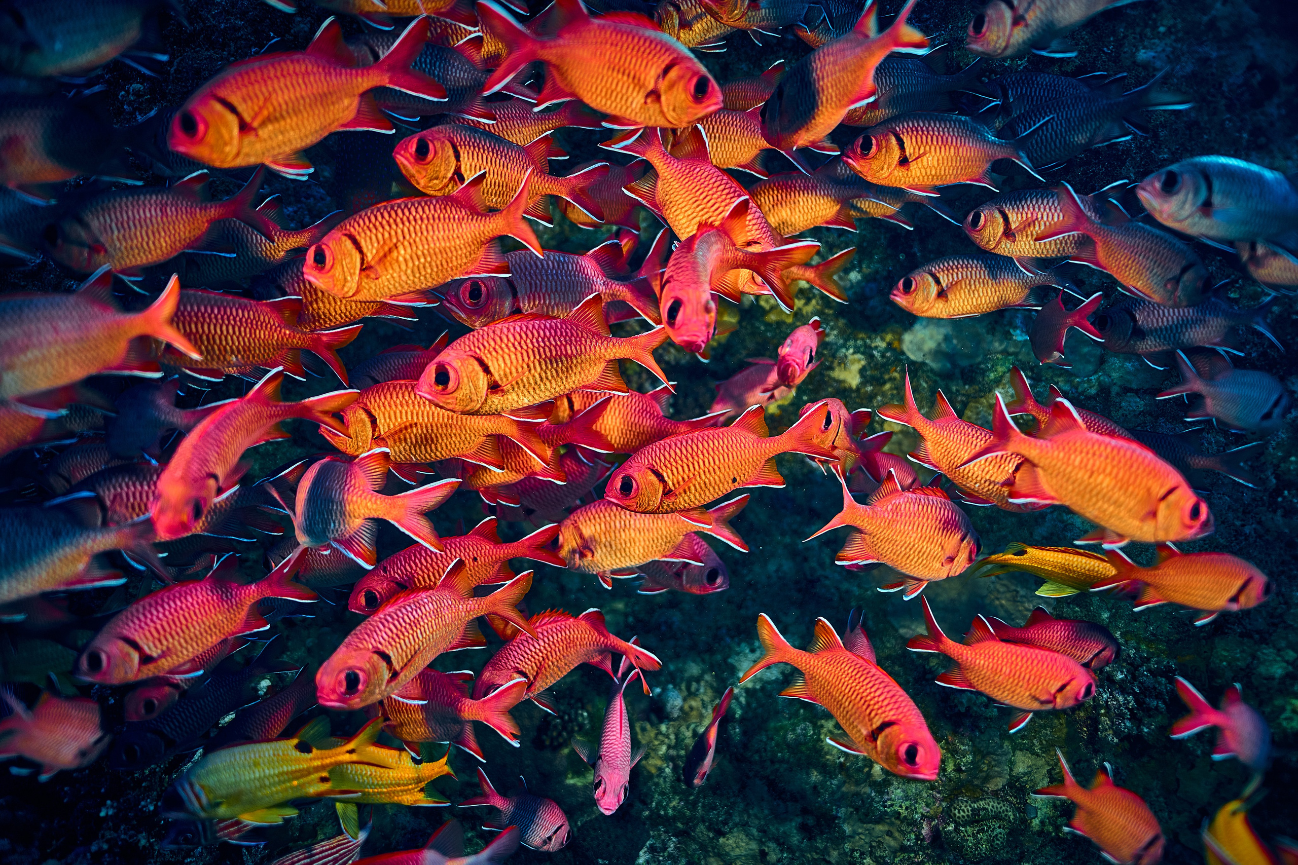 Mieszkańcy mórz. Andriej Szypilow — Photography & Videography