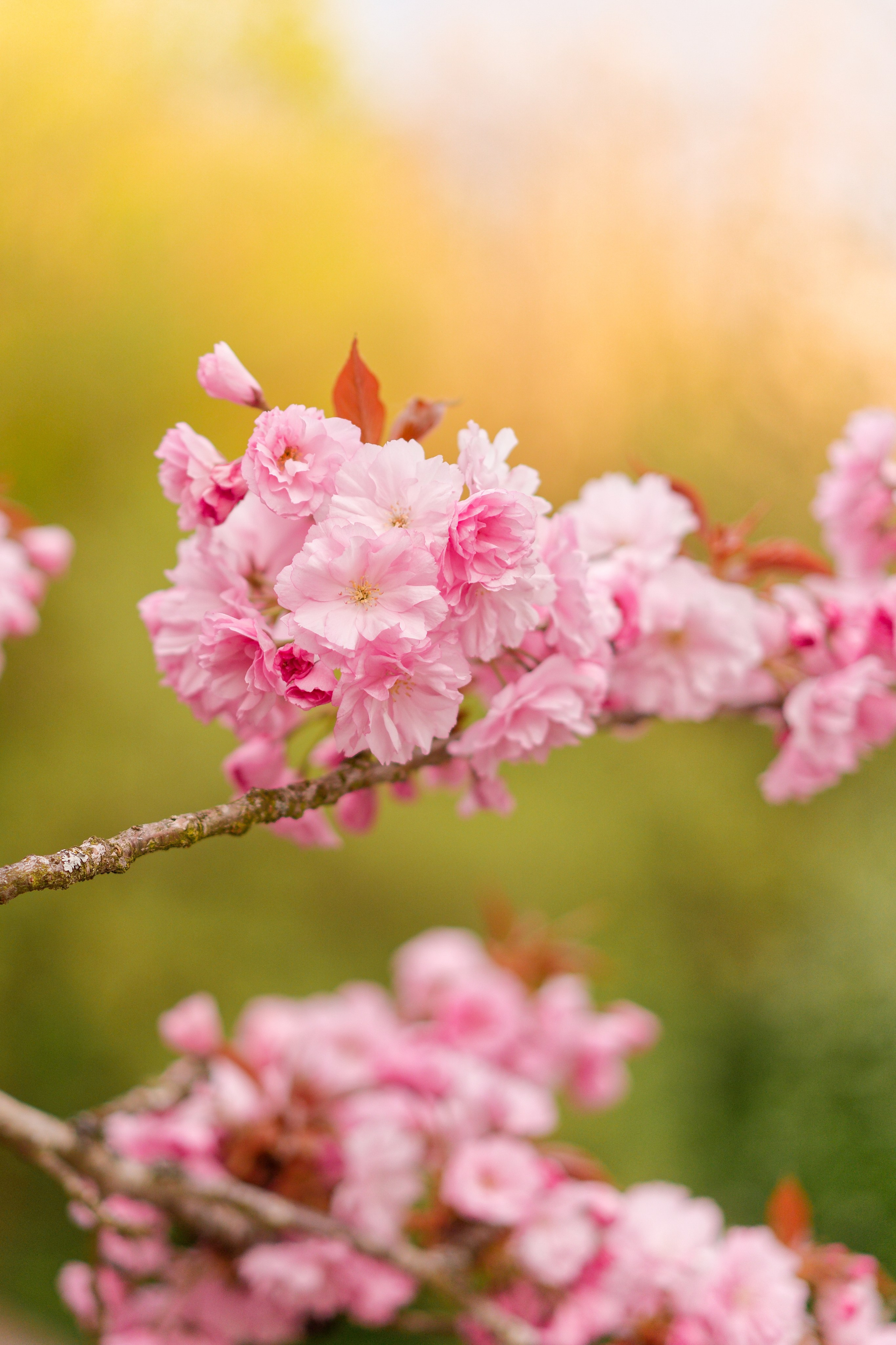 Kirschblüten-Familienshooting. Весільний та репортажний фотограф у Мюнхені, Баваріі та по всій Німеччині – LORAN Media