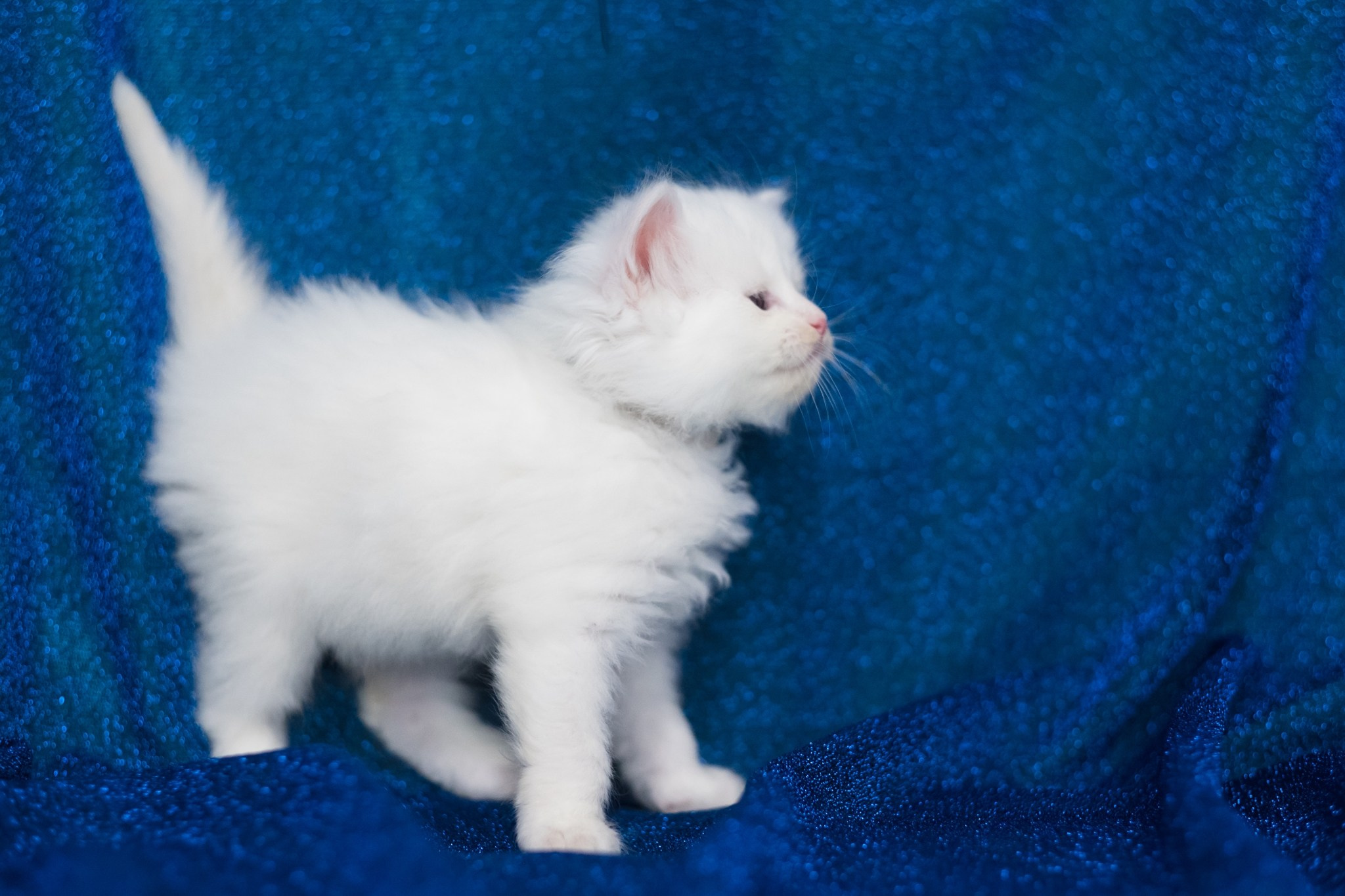 N-Alcor. SIBERIALIS: Katzenzucht von Sibirischen und Neva Masquarade Katzen