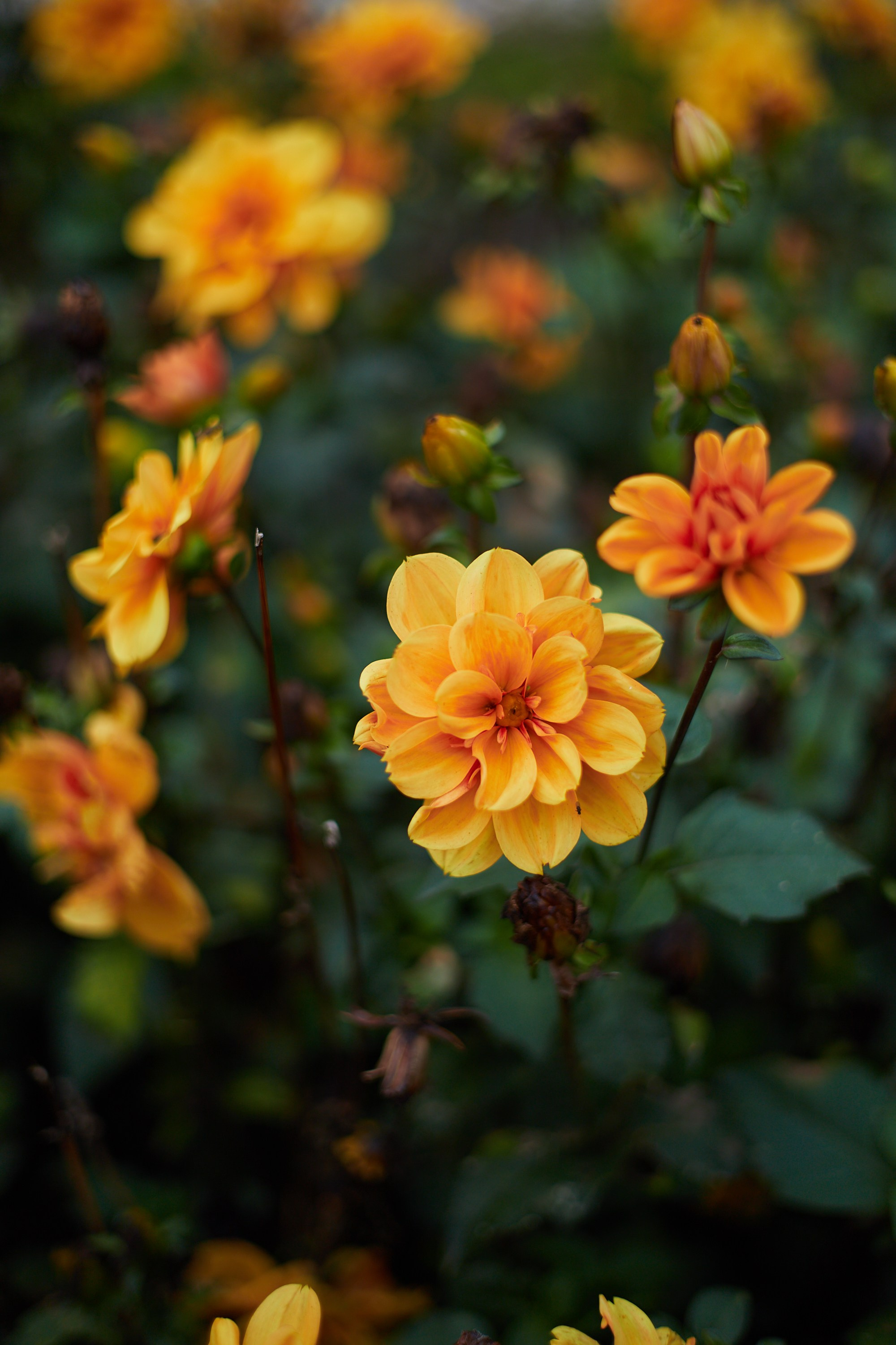 Nature. Personal, fashion, business Photographer in Netherlands