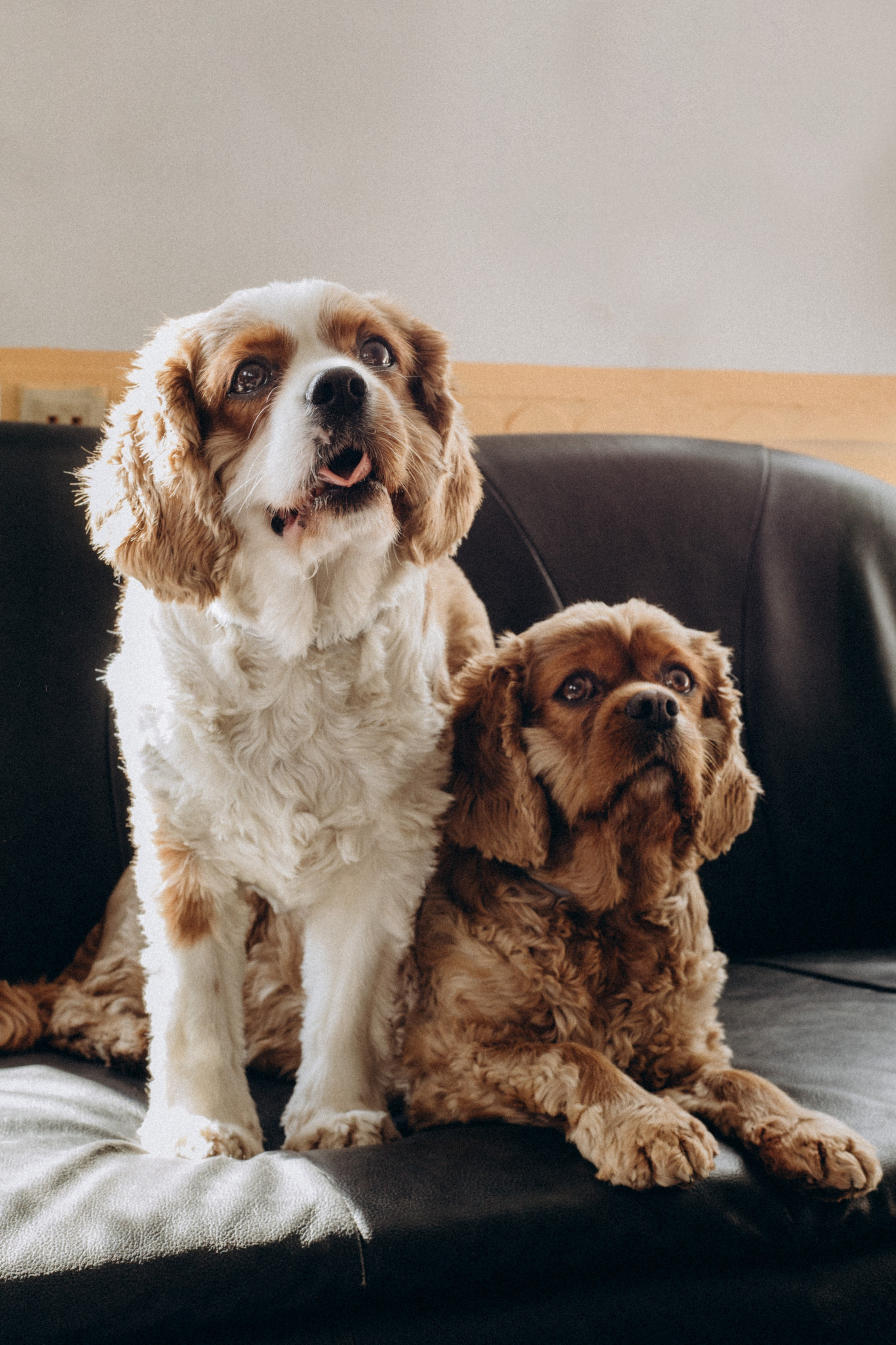 Tiere. Fotograf Düsseldorf, Köln, NRW - Kristina Braudo
