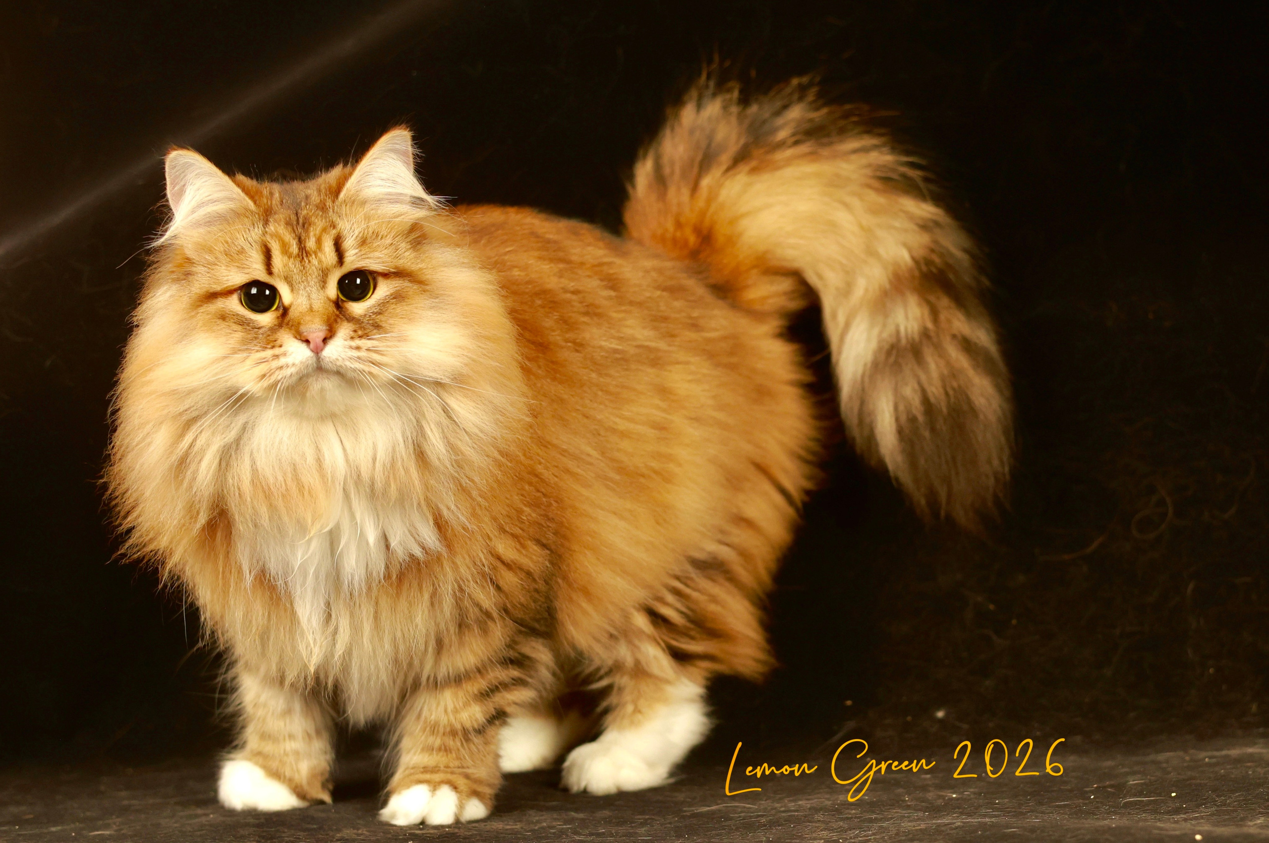 LEMON GREEN SIBERIANS BRIGITTE