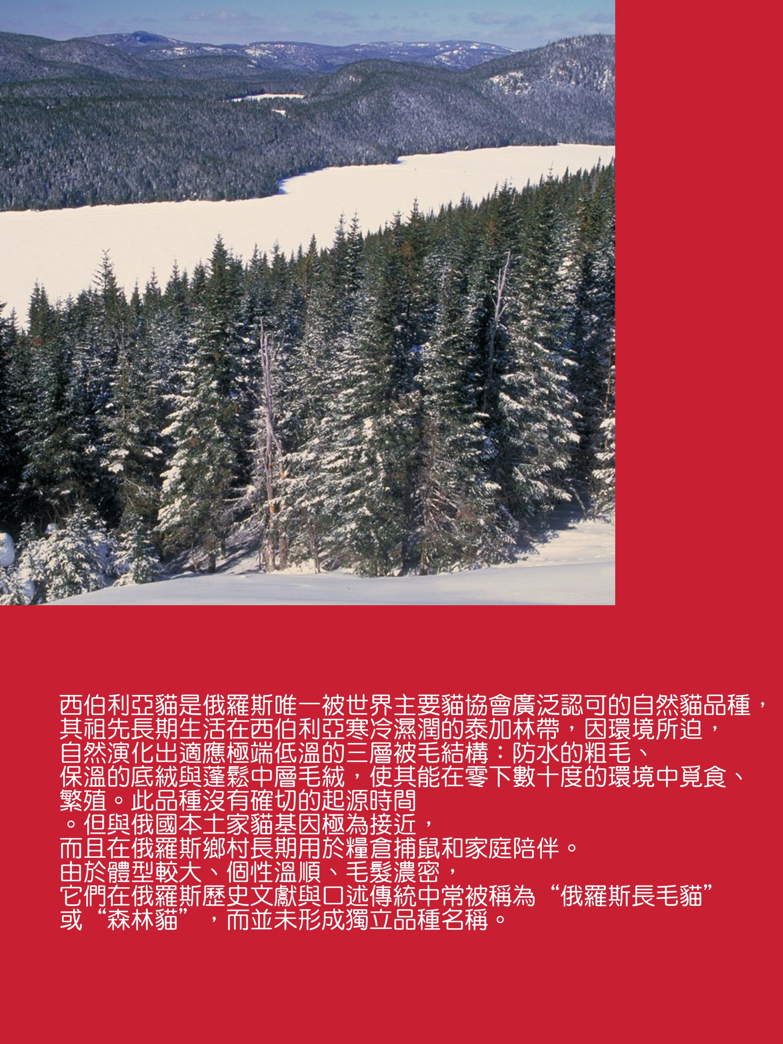 LEMON GREEN SIBERIANS