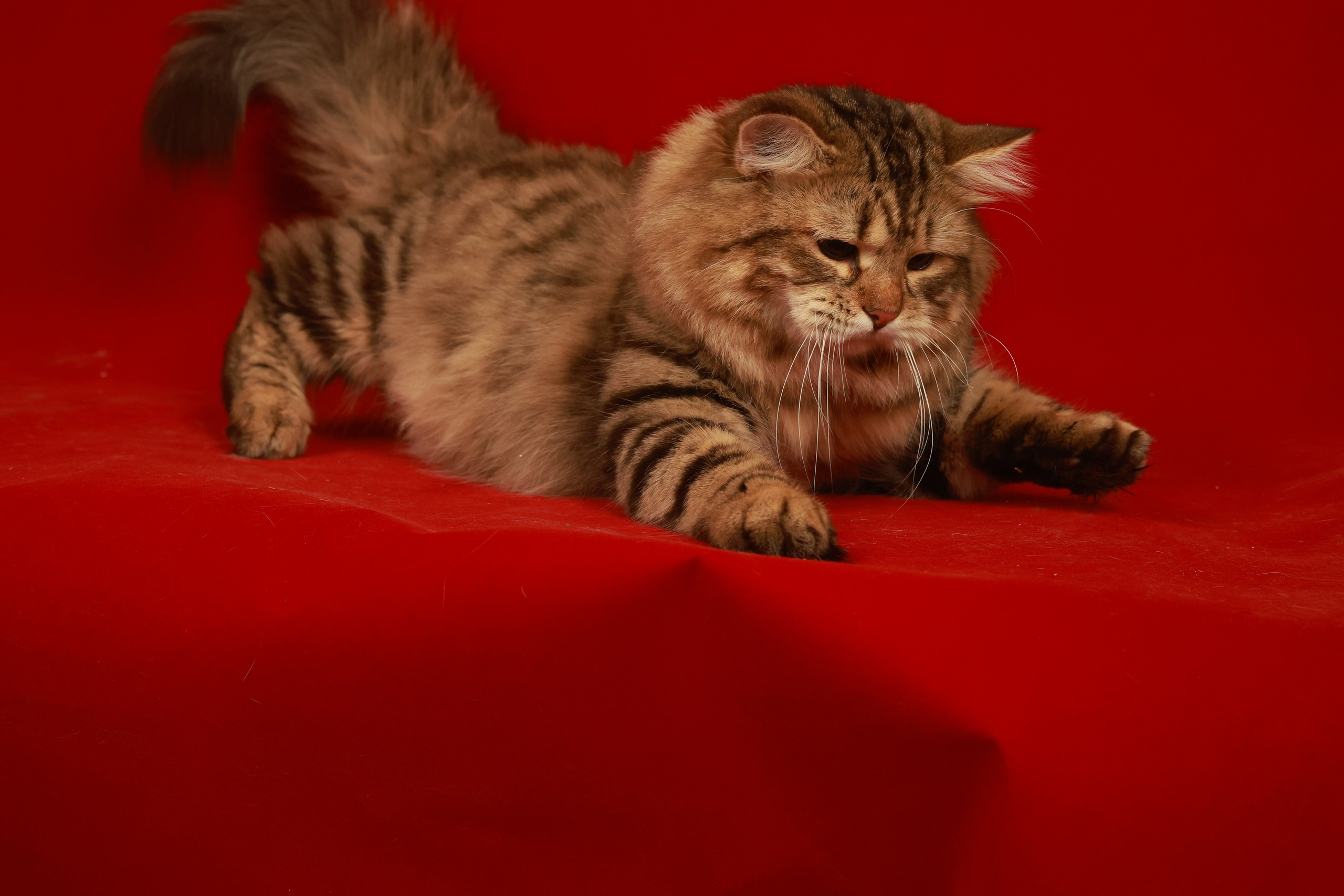 pedigree https://www.pawpeds.com/db/?a=p&id=1766676&g=4&p=sib&o=elastic