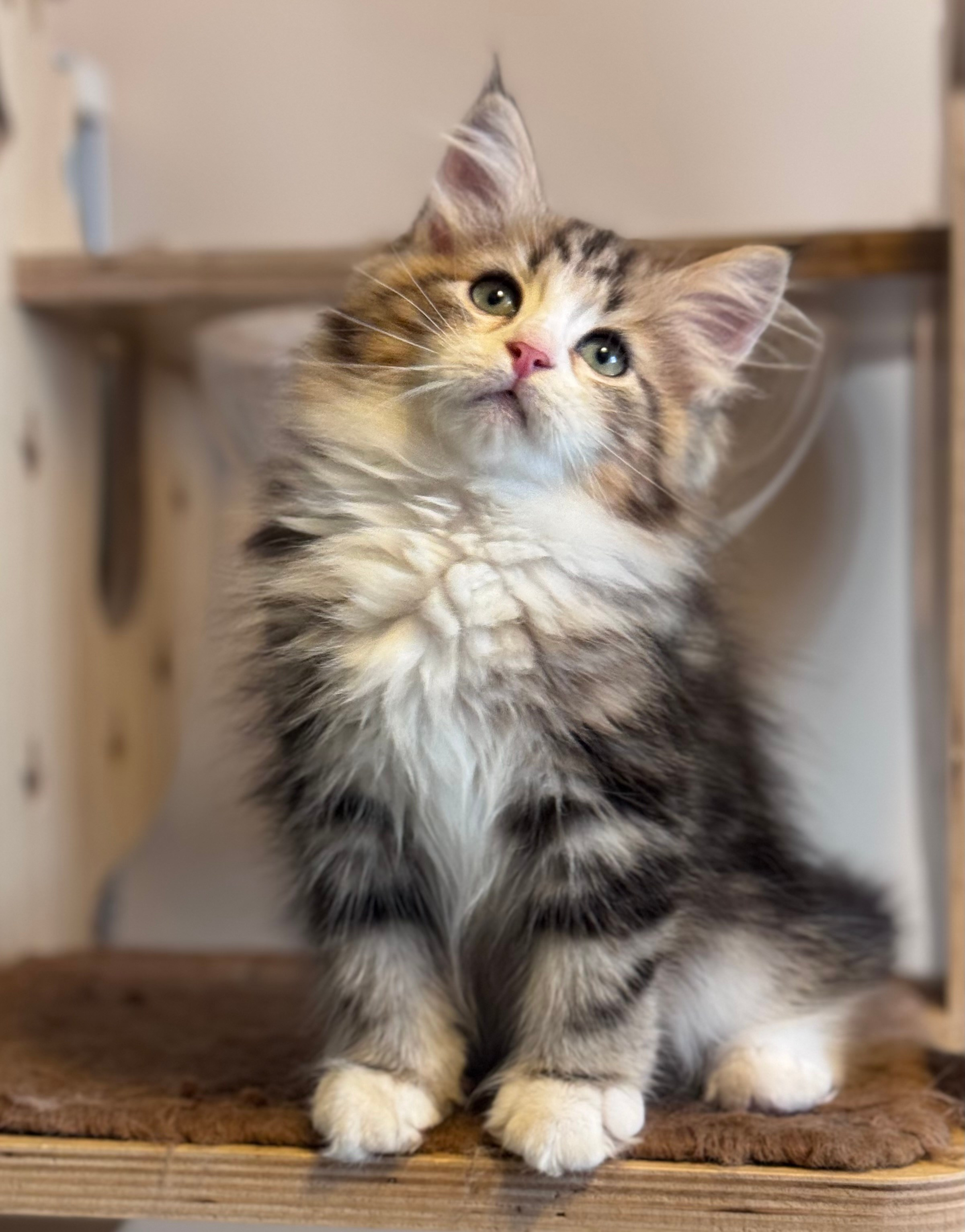 Reserved  - Tatiana - 2.5 months old - brown tabby and white tabby female