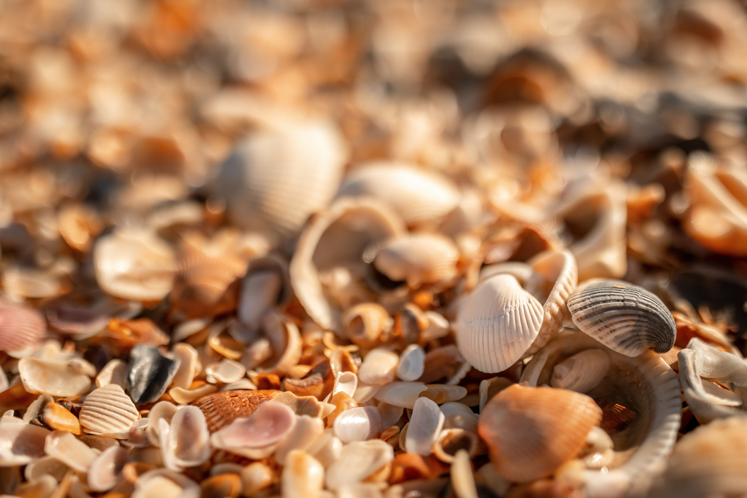 Jacksonville Session. Family and Event photographer in Homestead and Miami areas of Florida