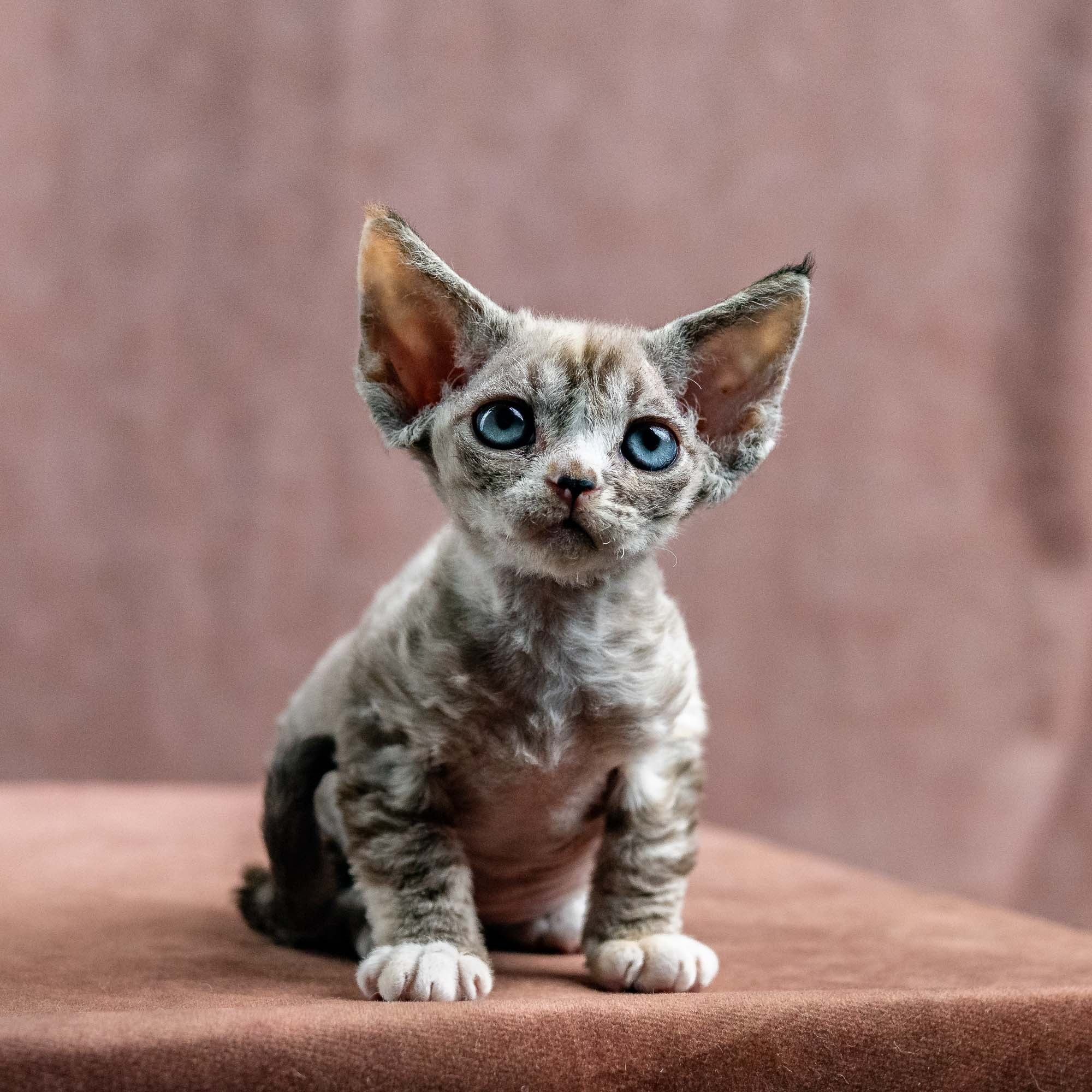 Kasia,  girl, born 07.02.2025. Devon Rex Pixie Cattery