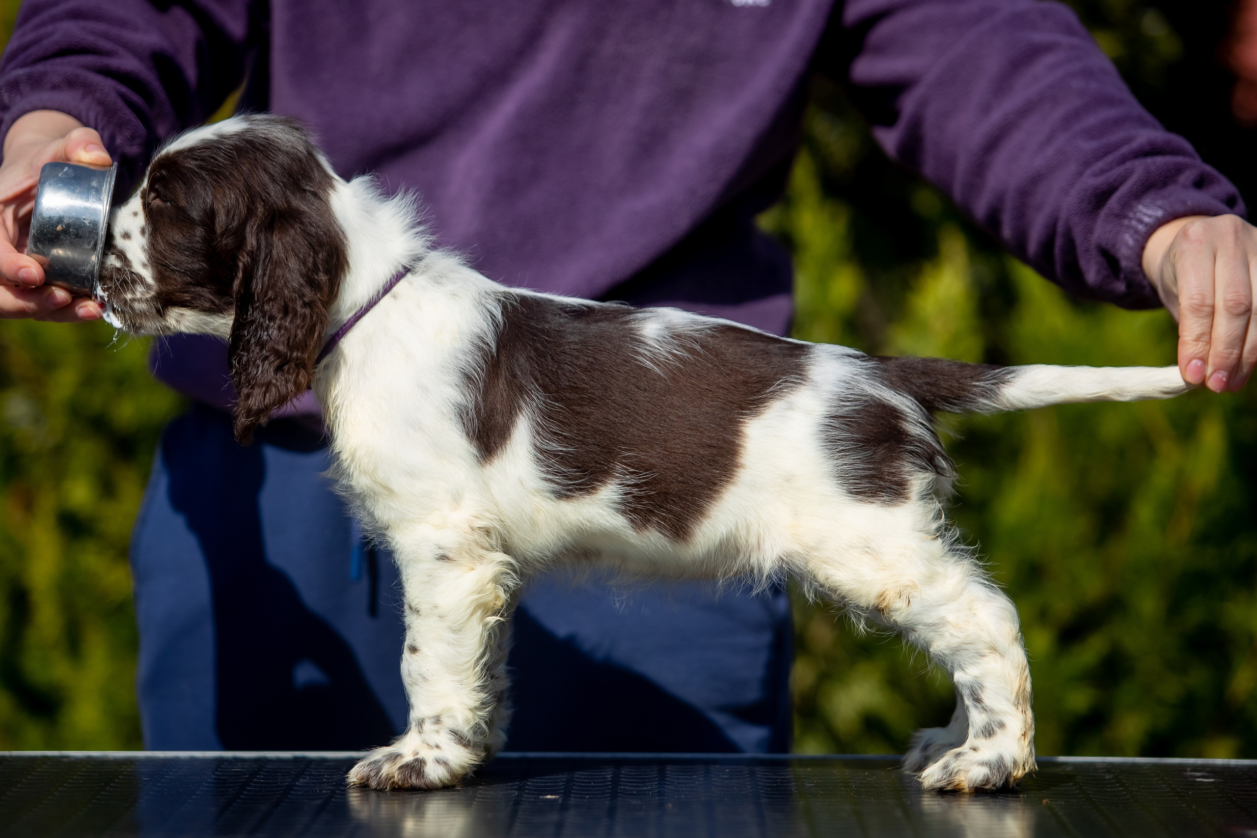 Female — Purple collar💜. Website of the titled stud dog of the Springer Spaniel breed