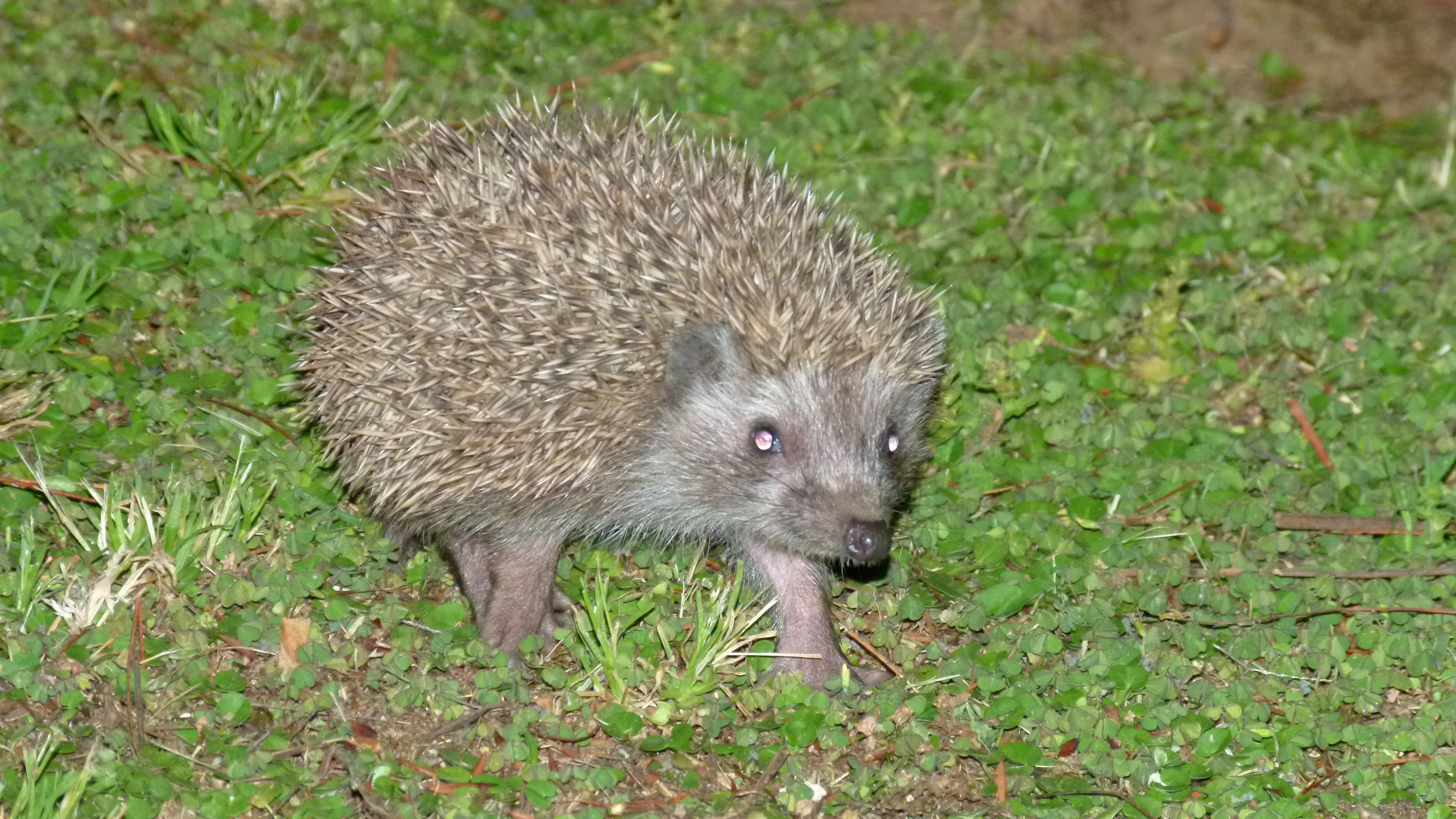 ISRAEL and beautiful people