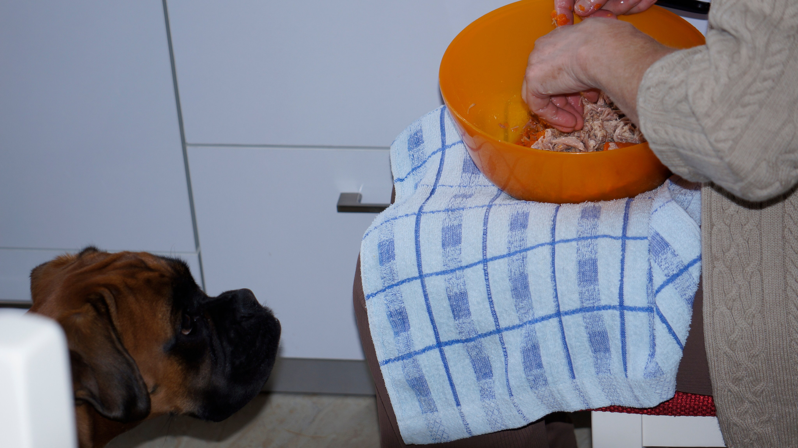 My ״Star״ Boxer Dog