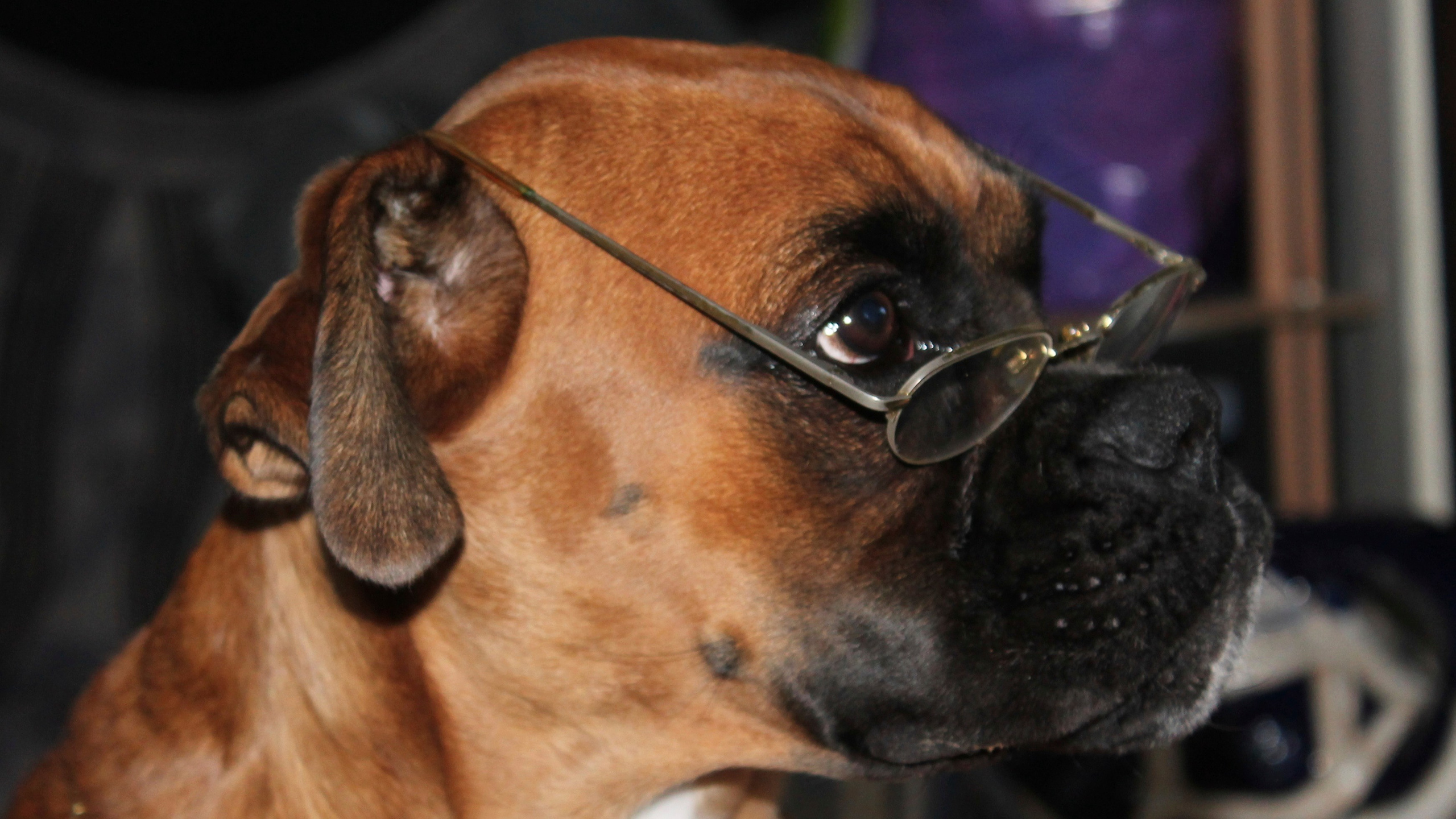 My ״Star״ Boxer Dog