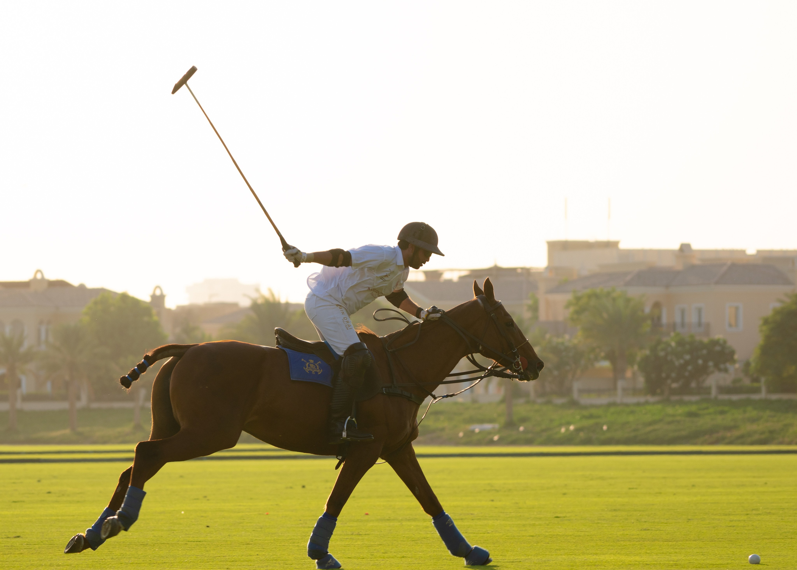 With horses and camels. Photographer in Dubai | Dmitriy Gromov — Photoshoots, Events & Luxury Photography