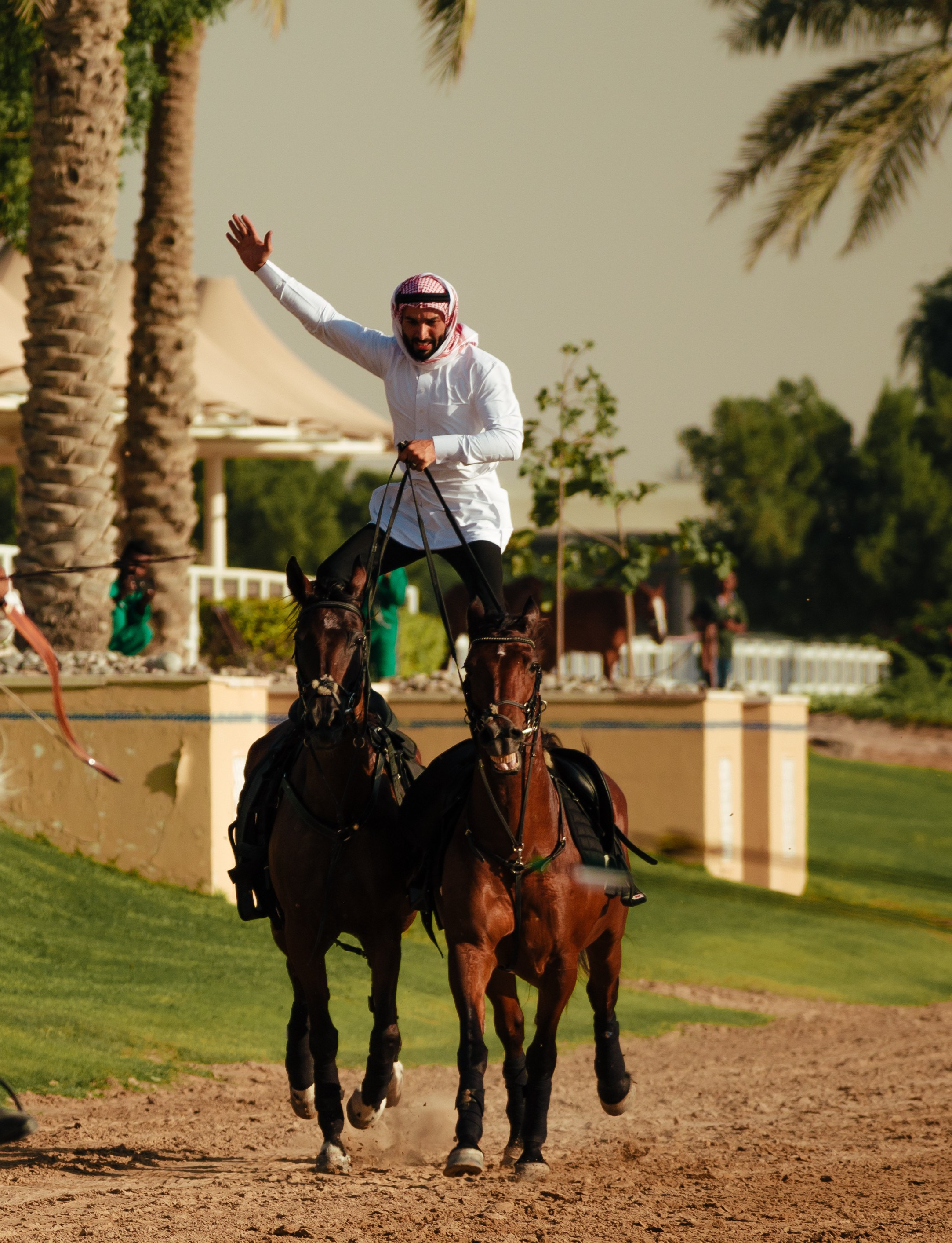 With horses and camels. Photographer in Dubai | Dmitriy Gromov — Photoshoots, Events & Luxury Photography