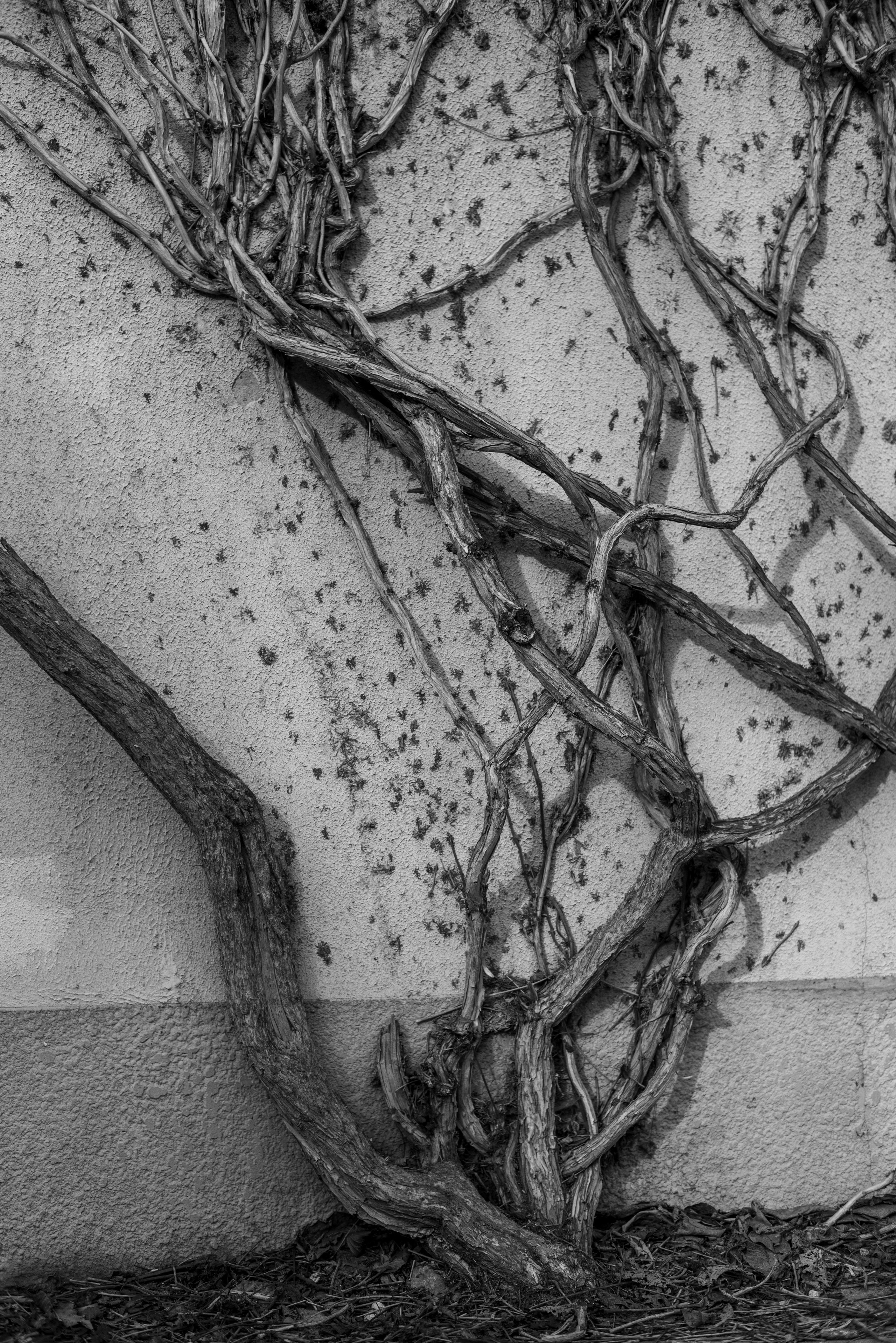 CAFE DEL PHOTO #95 «Солтберн». Школа Фотографии Романа Рыбалёва. Город Кишинёв, Молдова