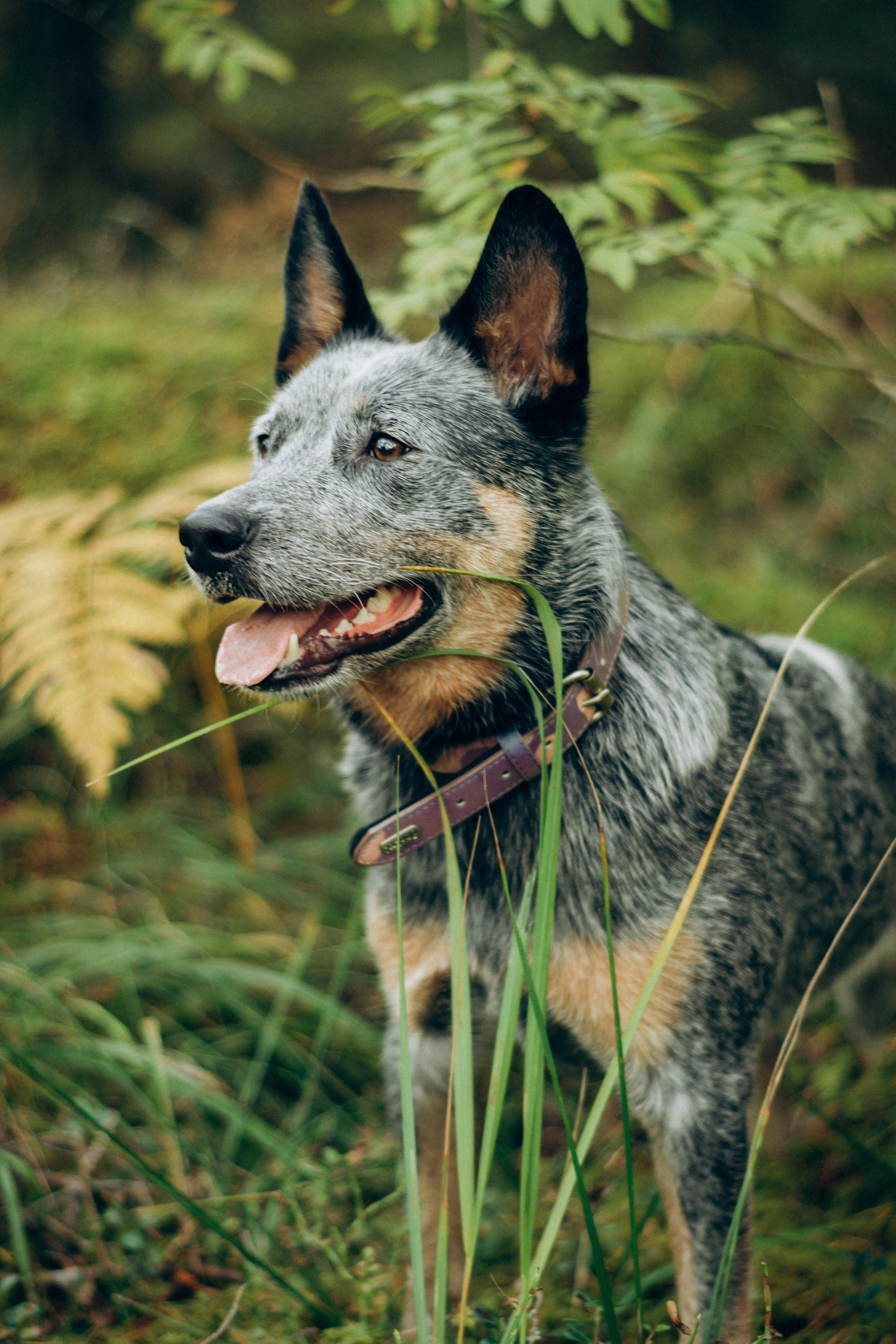 Polina and her Dakota, Blue Heeler. Kat Laisaar — Pet photographer in Tallinn