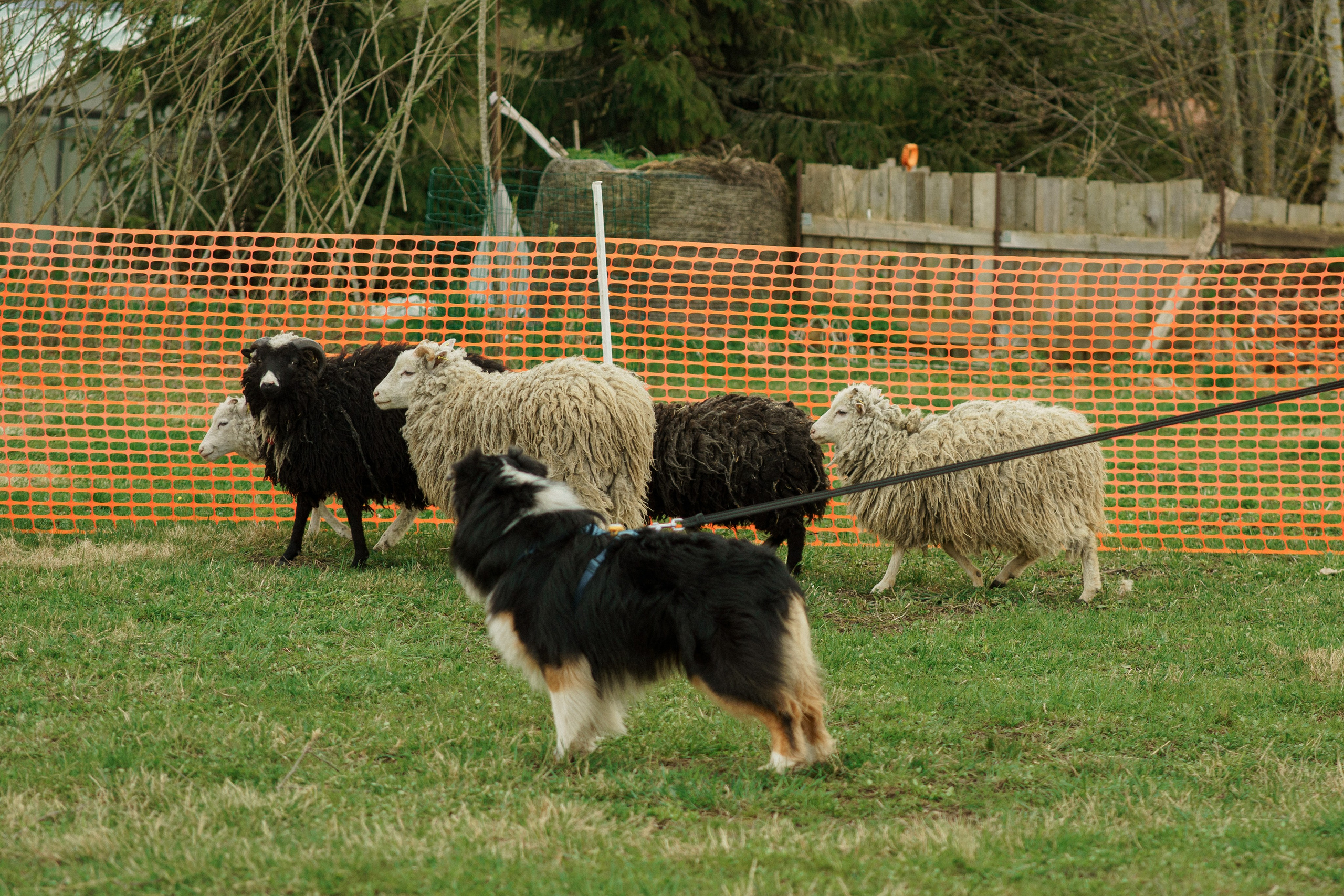 Herding Days, 26 apr. 2025. Kat Laisaar — Pet photographer in Tallinn