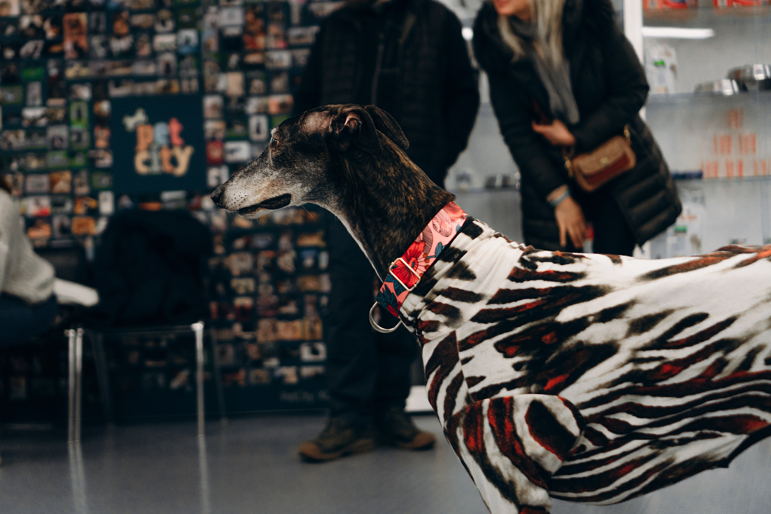 Galgotreff, 9 feb. 2025. Kat Laisaar — Pet photographer in Tallinn