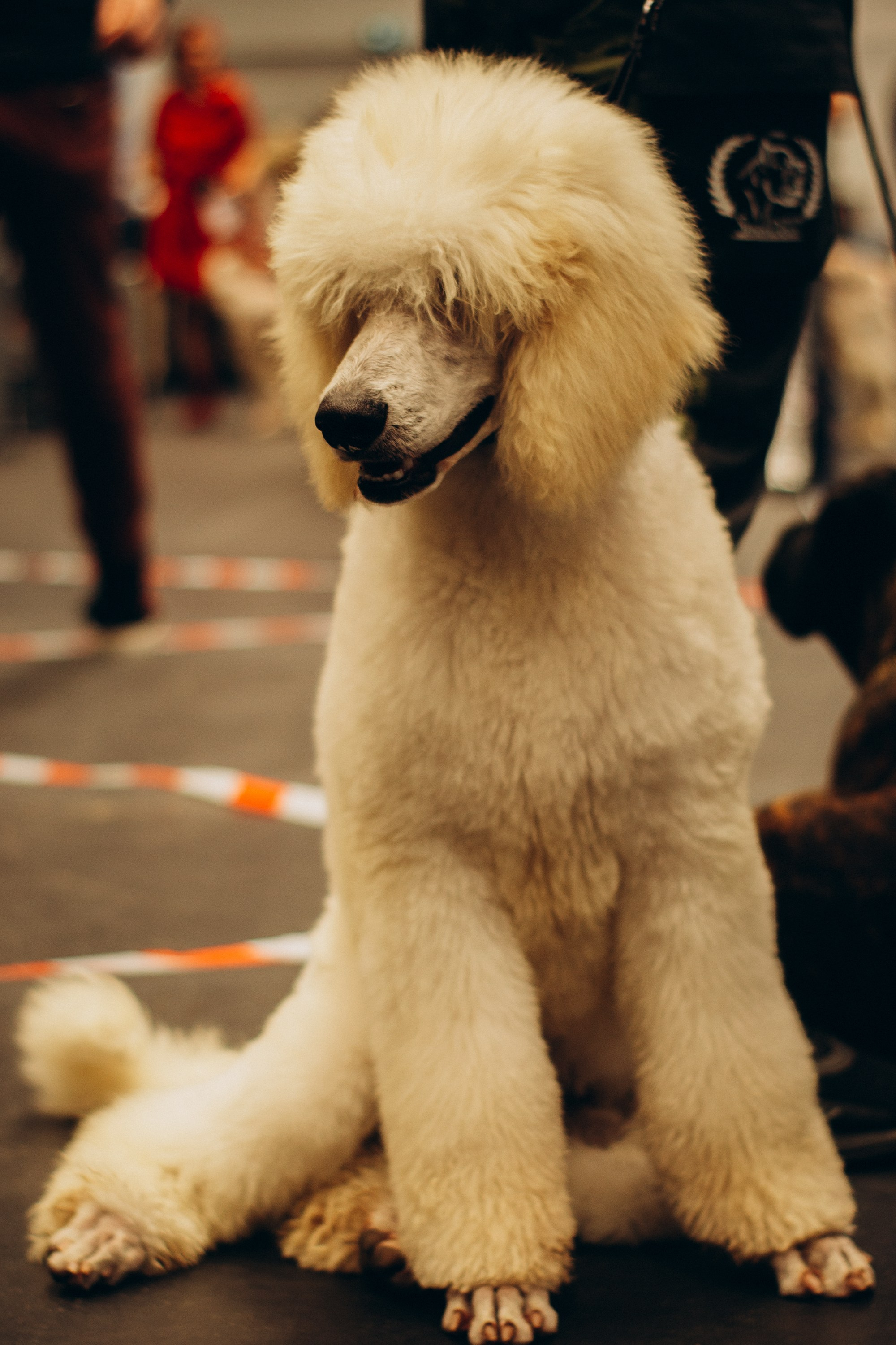 Rakvere Dog Show. Kat Laisaar — Pet photographer in Tallinn