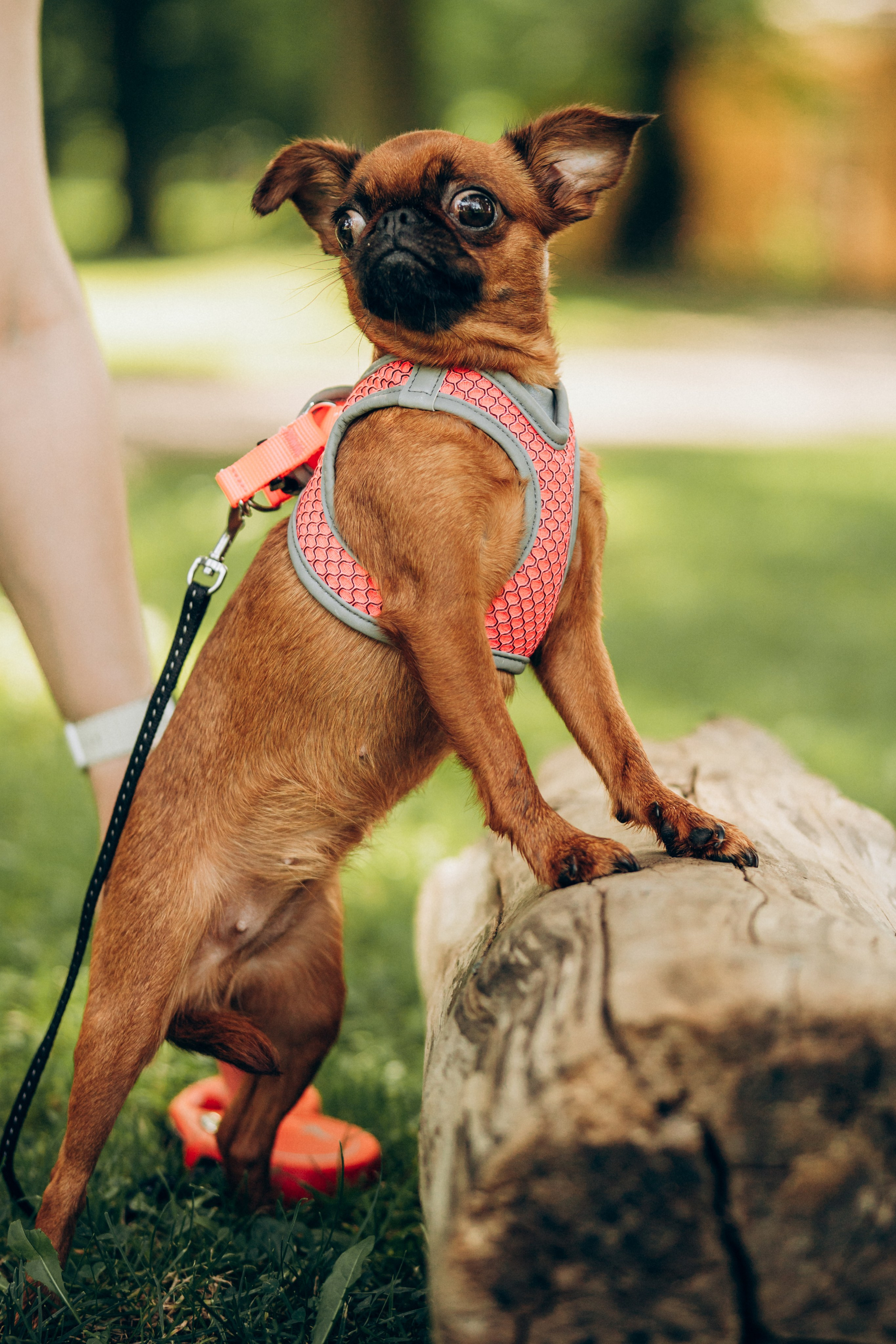 Natalia, Janik, Nusha & Betty. Фотограф-анималист в Таллинне, Катя Лайсаар