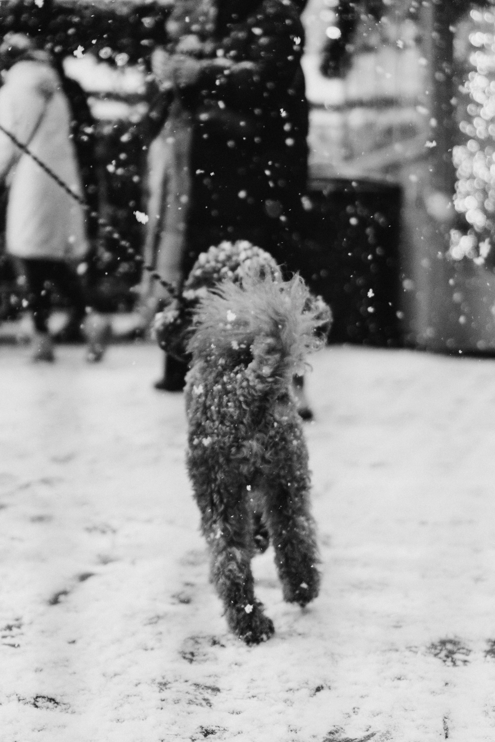 Dog Street Photography in Estonia. Kat Laisaar — Pet photographer in Tallinn