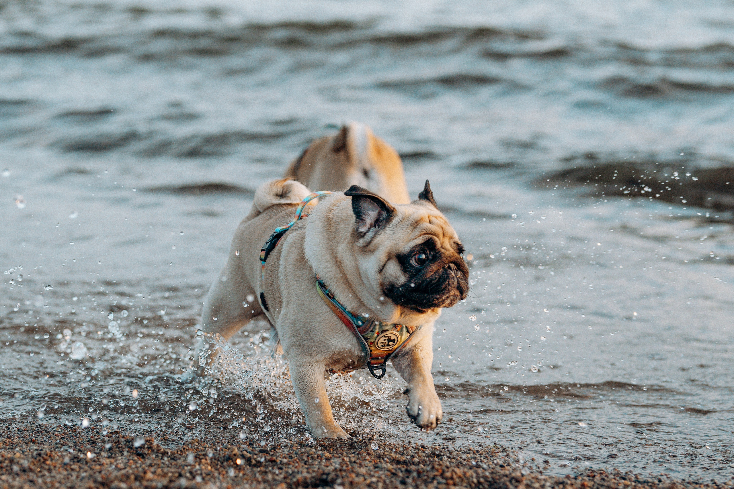 Frank, Tony, Katerina & Lev. Kat Laisaar — Pet photographer in Tallinn