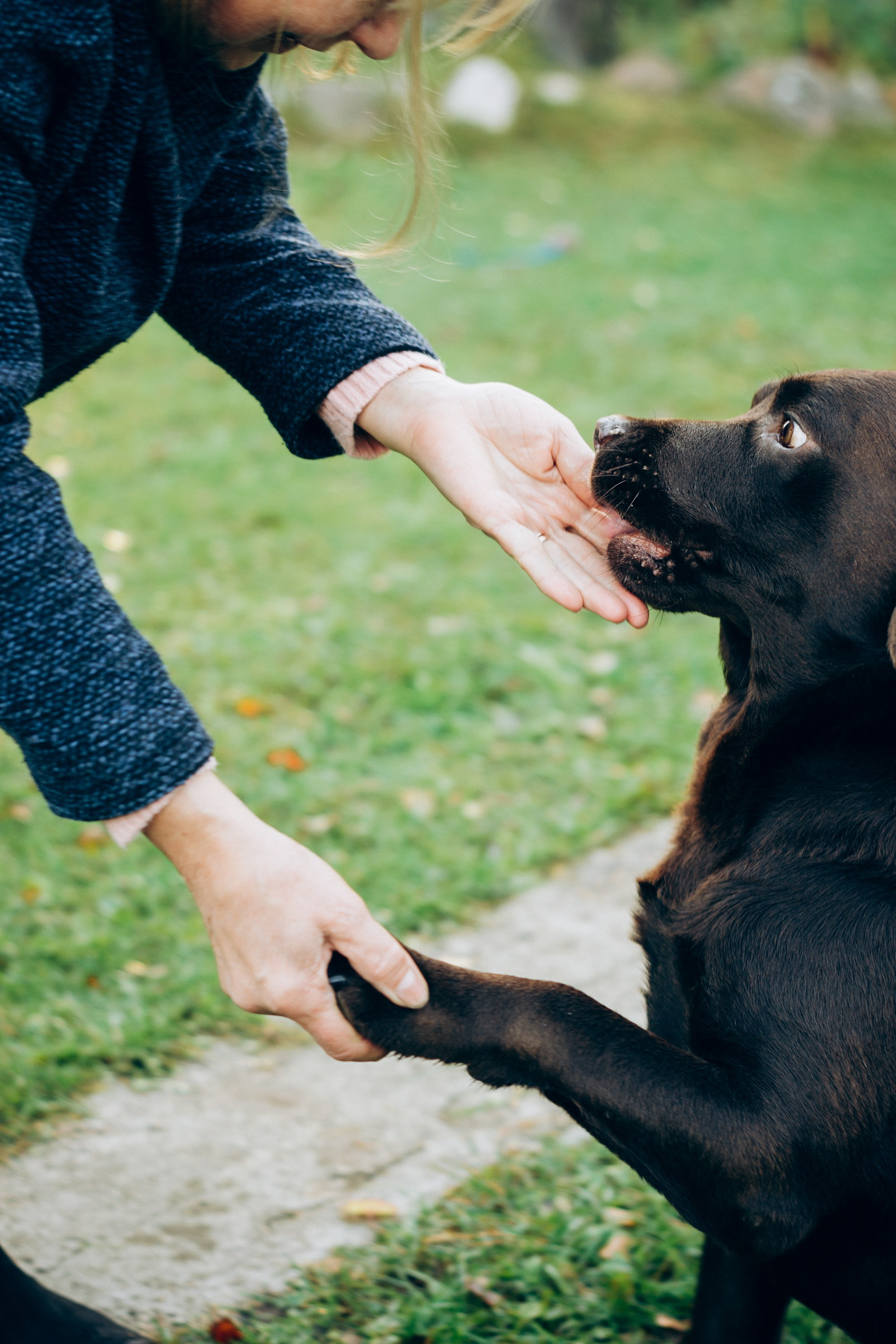 Harvi, chocolate Labrador Retriever. Kat Laisaar — Pet photographer in Tallinn