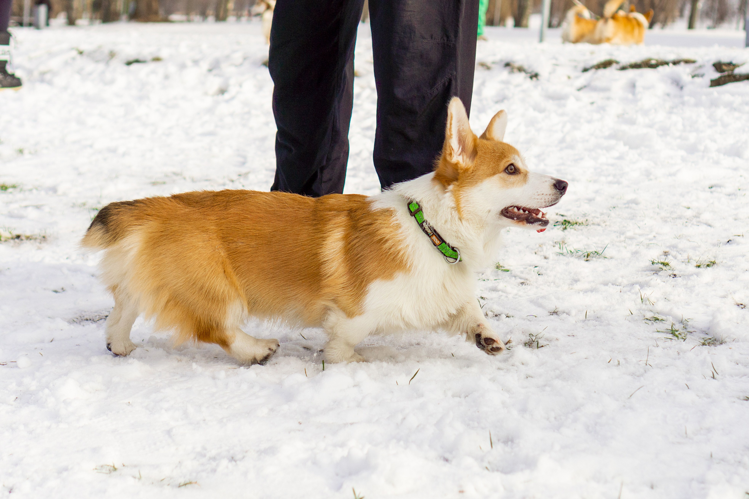 Corgi party, 23 feb. 2025. Kat Laisaar — Pet photographer in Tallinn