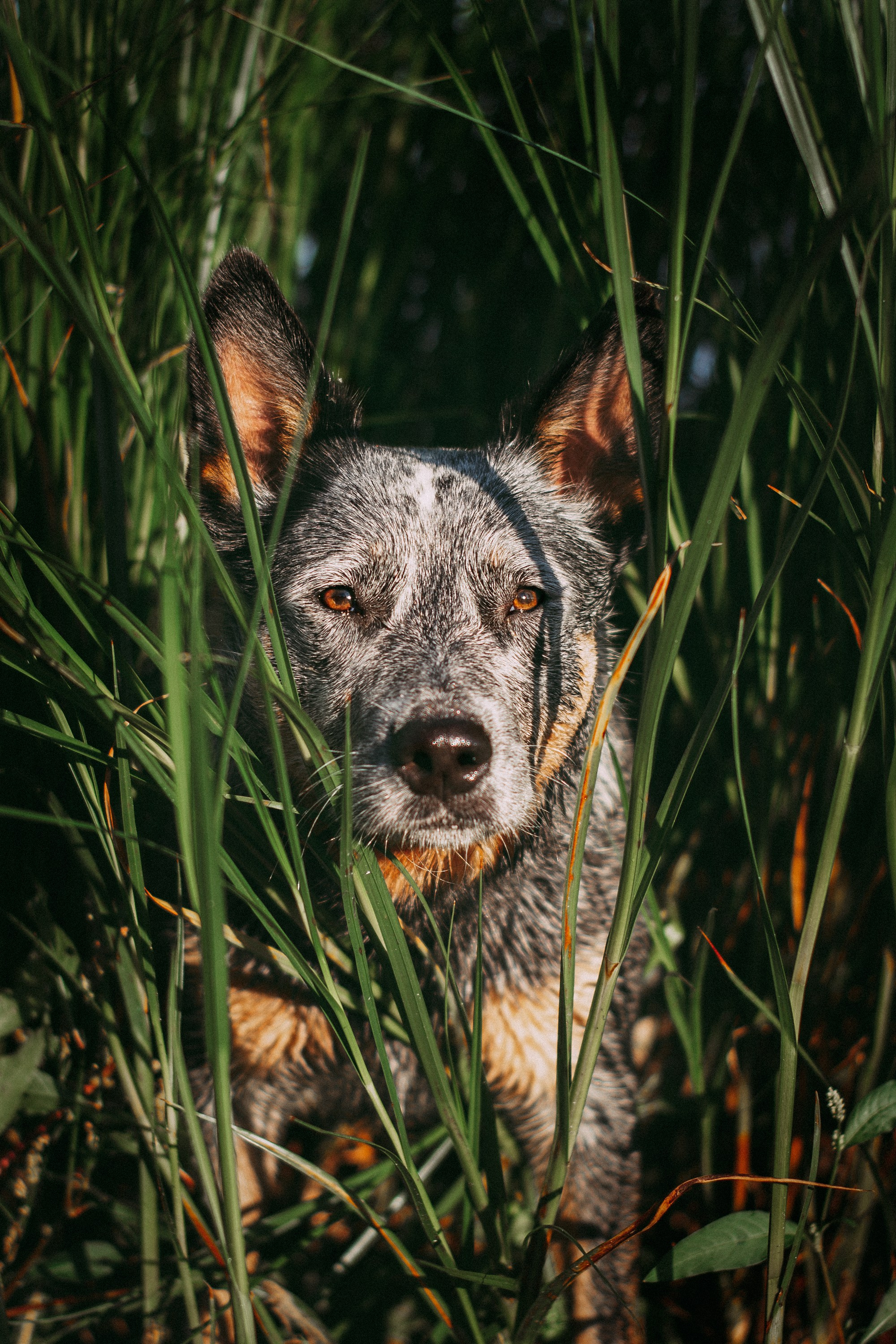 Dakota, Australian Cattle Dog. Kat Laisaar — Pet photographer in Tallinn