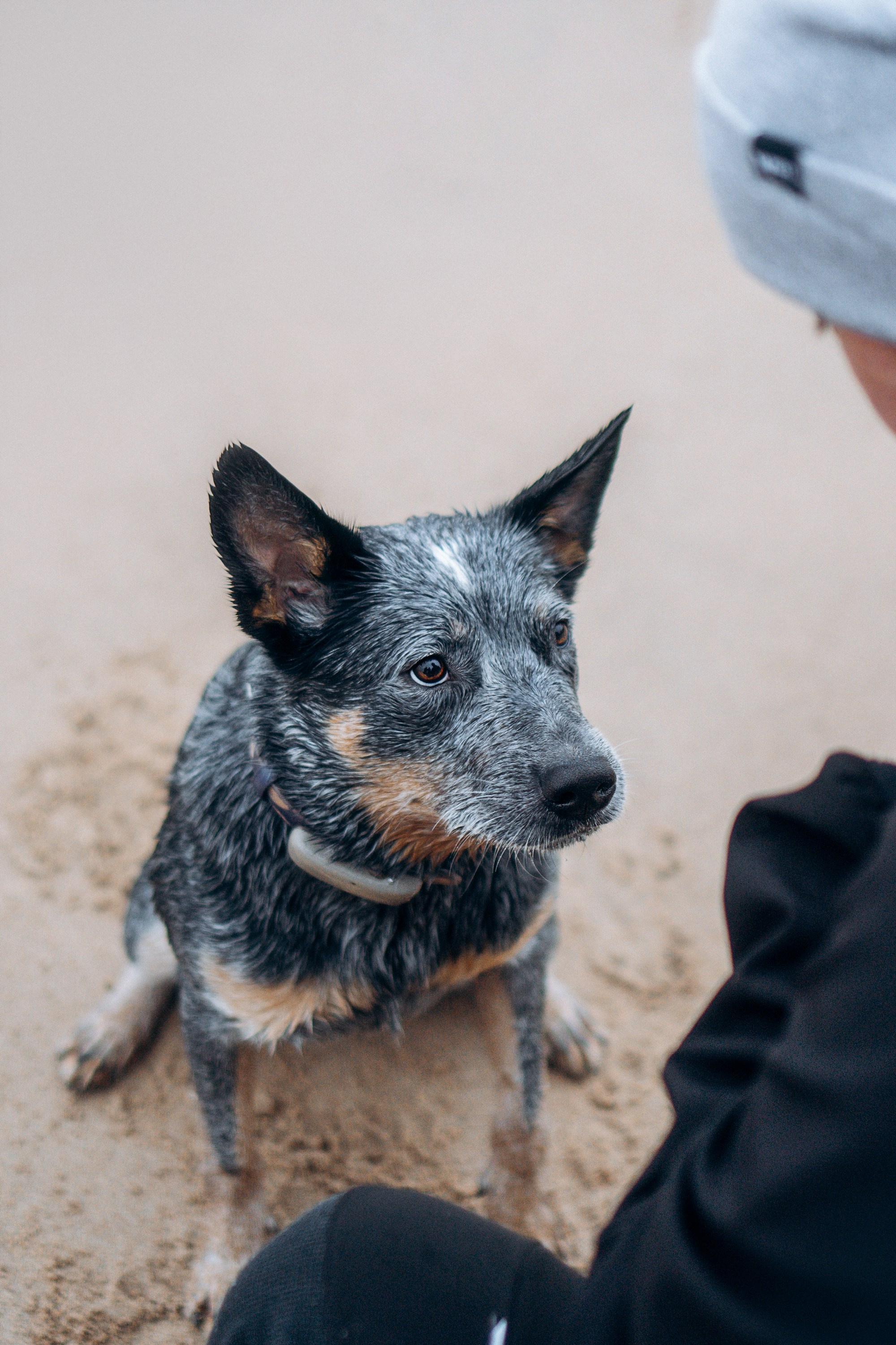 Polina and her Dakota, Australian Cattle Dog. Kat Laisaar — Pet photographer in Tallinn