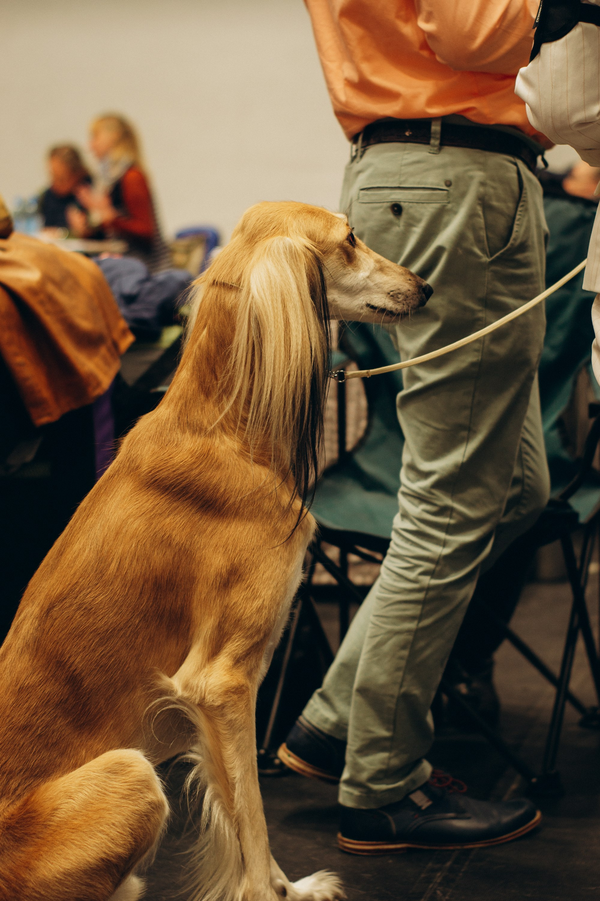 Rakvere Dog Show. Kat Laisaar — Pet photographer in Tallinn