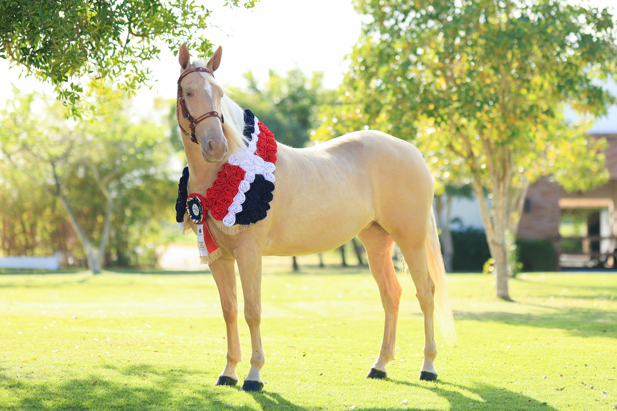 Criadero AC - Documental. VisualAvalon