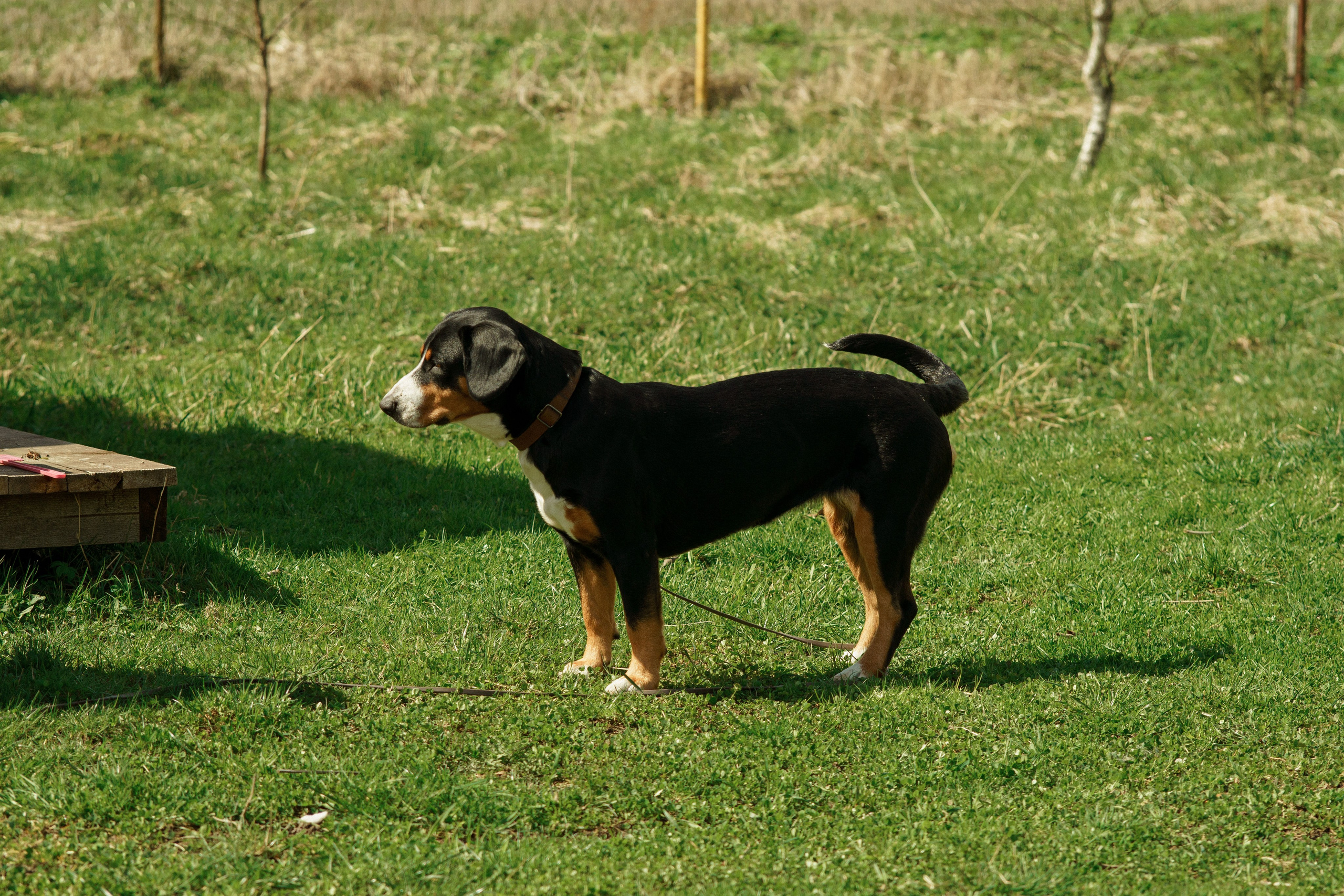 Herding Days, 26 apr. 2025. Kat Laisaar — Pet photographer in Tallinn