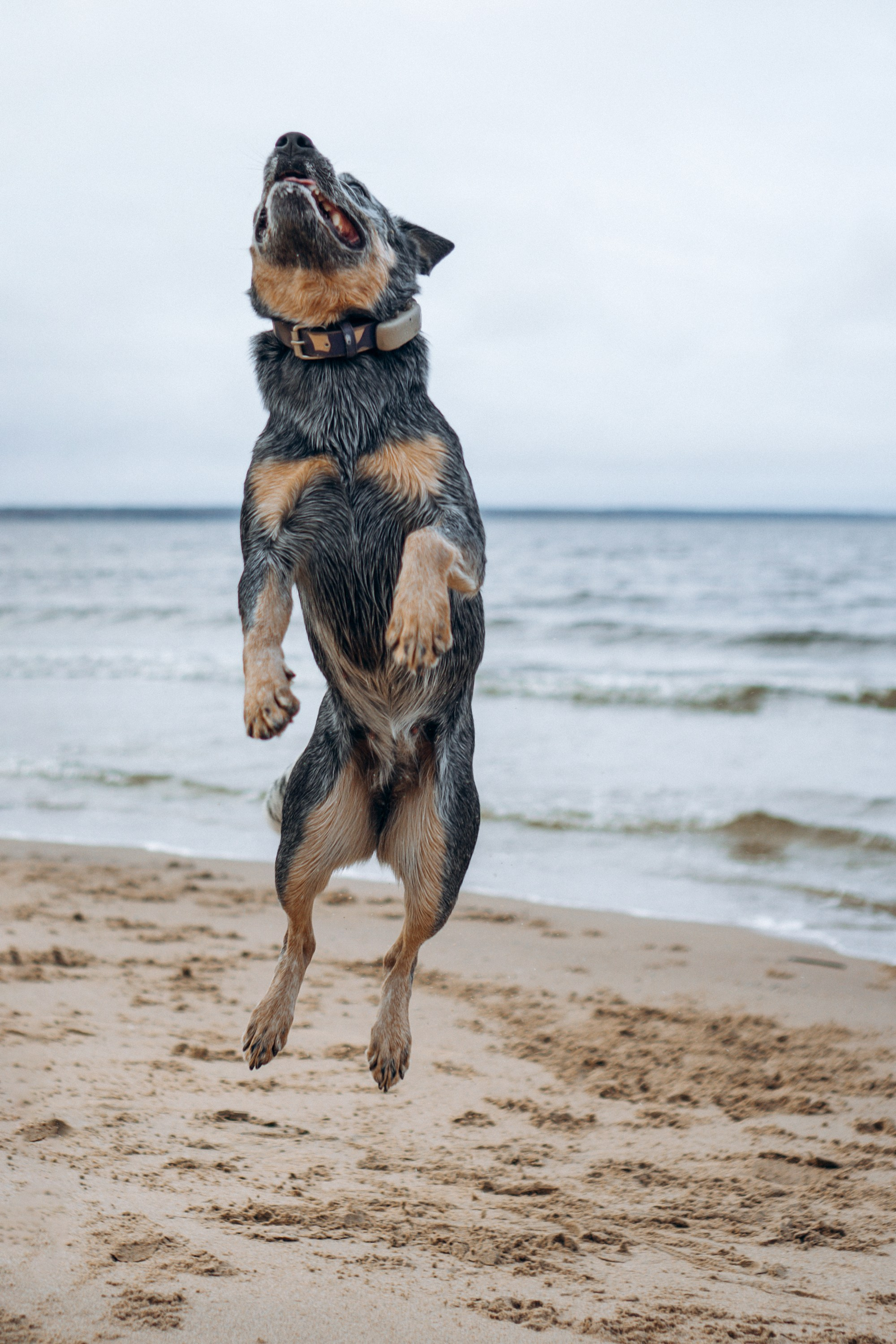 Polina and her Dakota, Australian Cattle Dog. Kat Laisaar — Pet photographer in Tallinn