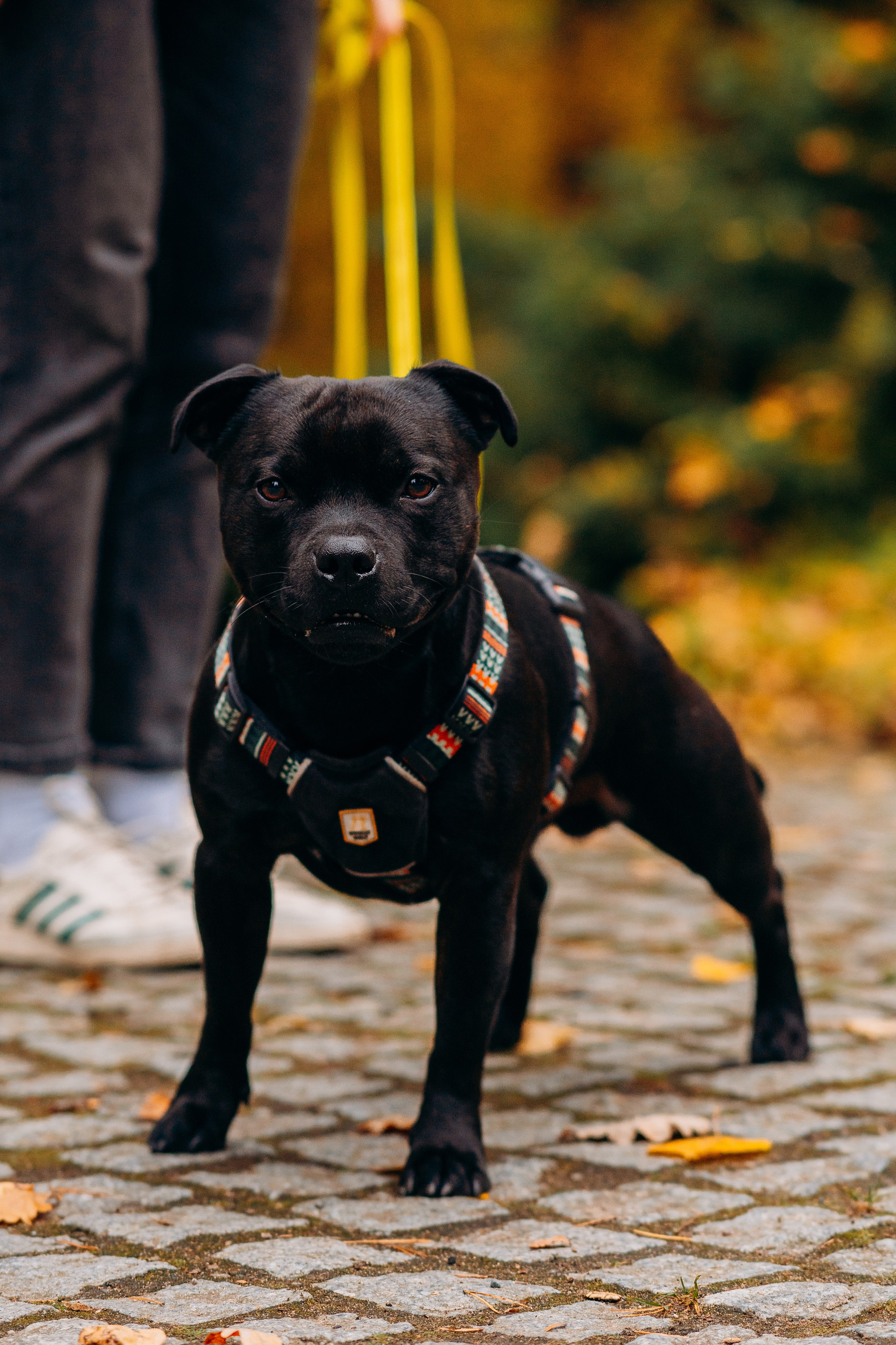 Staffordshire Bull Terriers Meetup. Kat Laisaar — Pet photographer in Tallinn