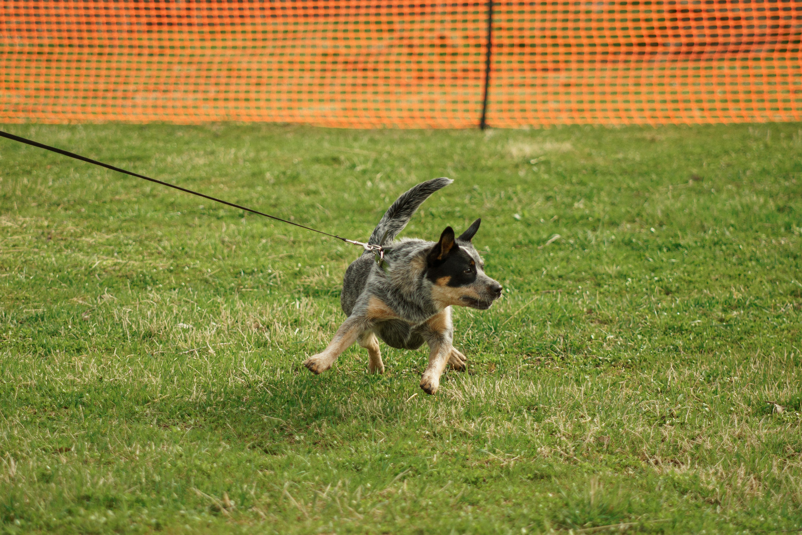 Herding Days, 26 apr. 2025. Kat Laisaar — Pet photographer in Tallinn