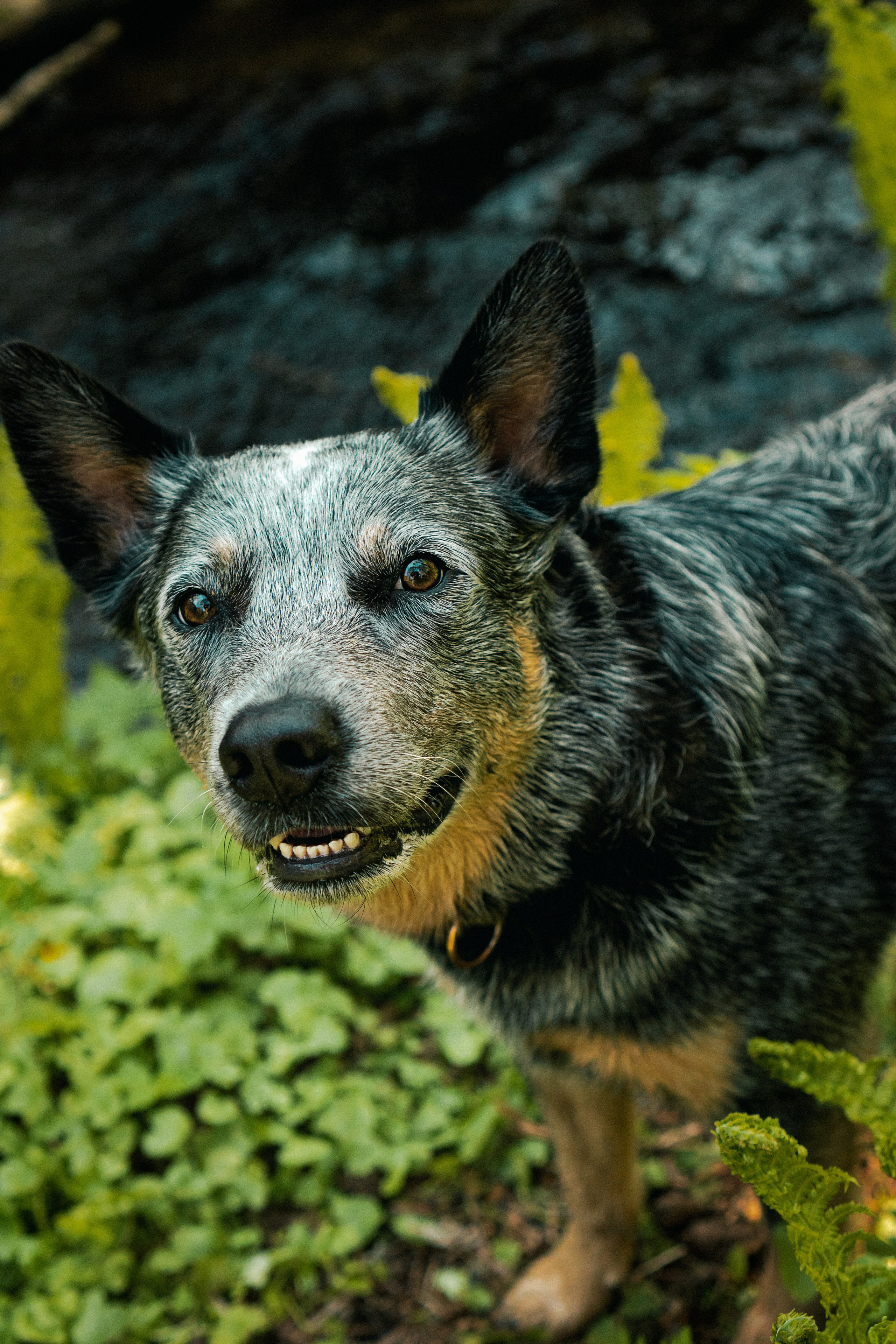 Oskar, Maria & Dmitrii. Kat Laisaar — Pet photographer in Tallinn