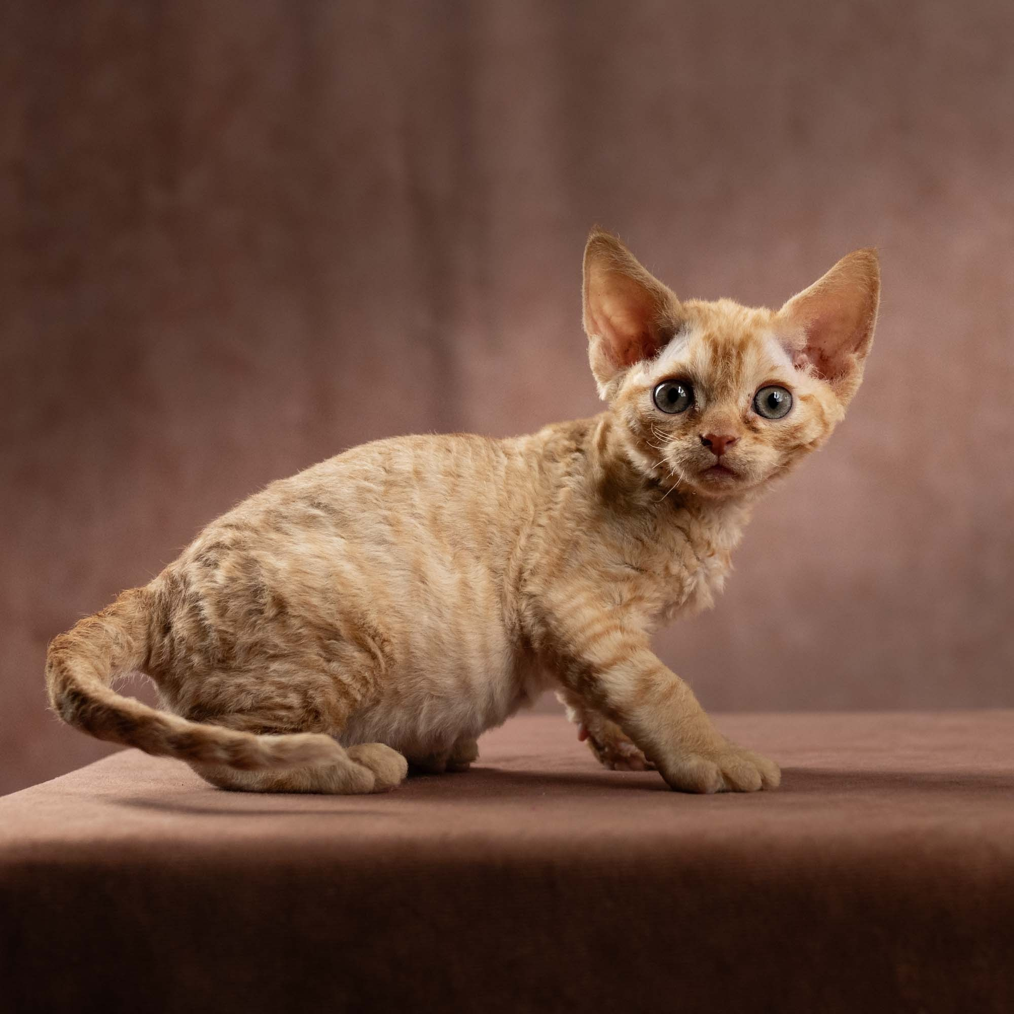 Dorito, boy, born on 06.06.24 SOLD. Devon Rex Pixie Cattery