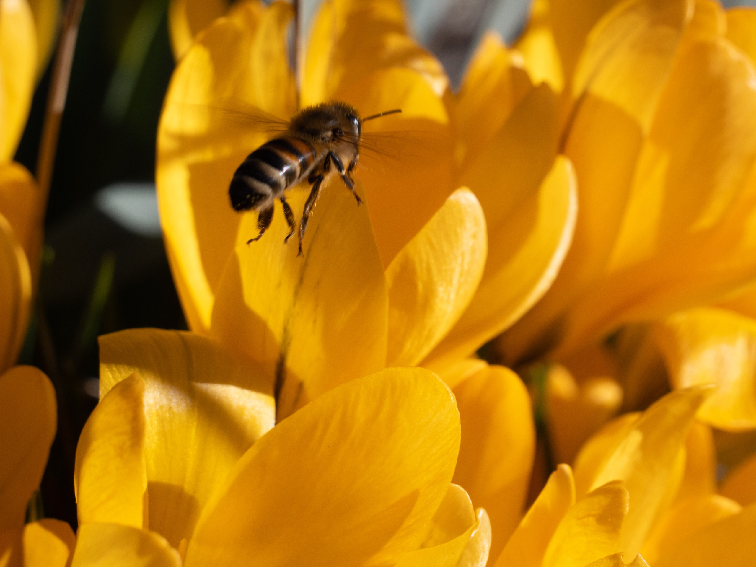 Portfolio. Photographer in Sotenäs municipality. Fotograf i Sotenäs kommun