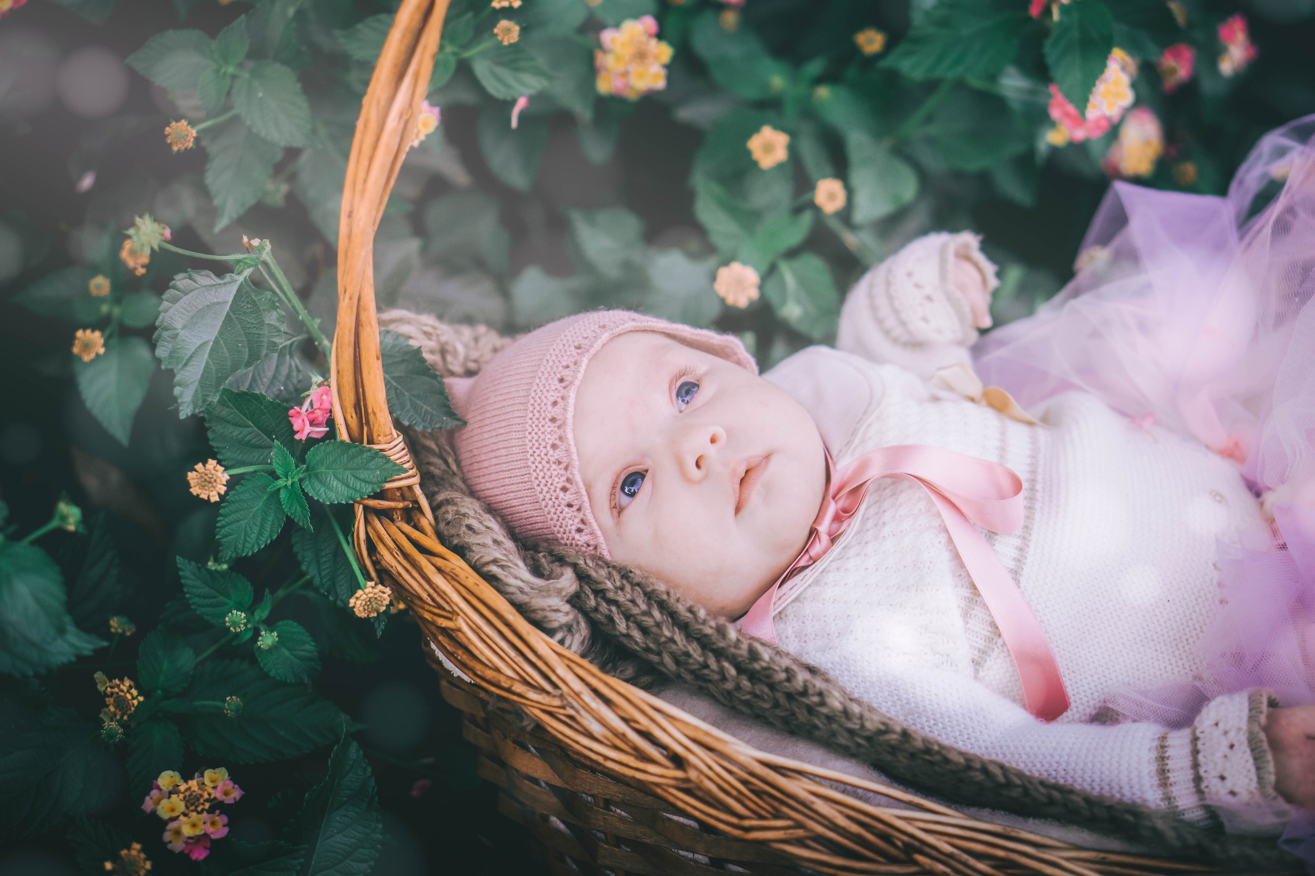 Olivia. Alba del Norte Studio