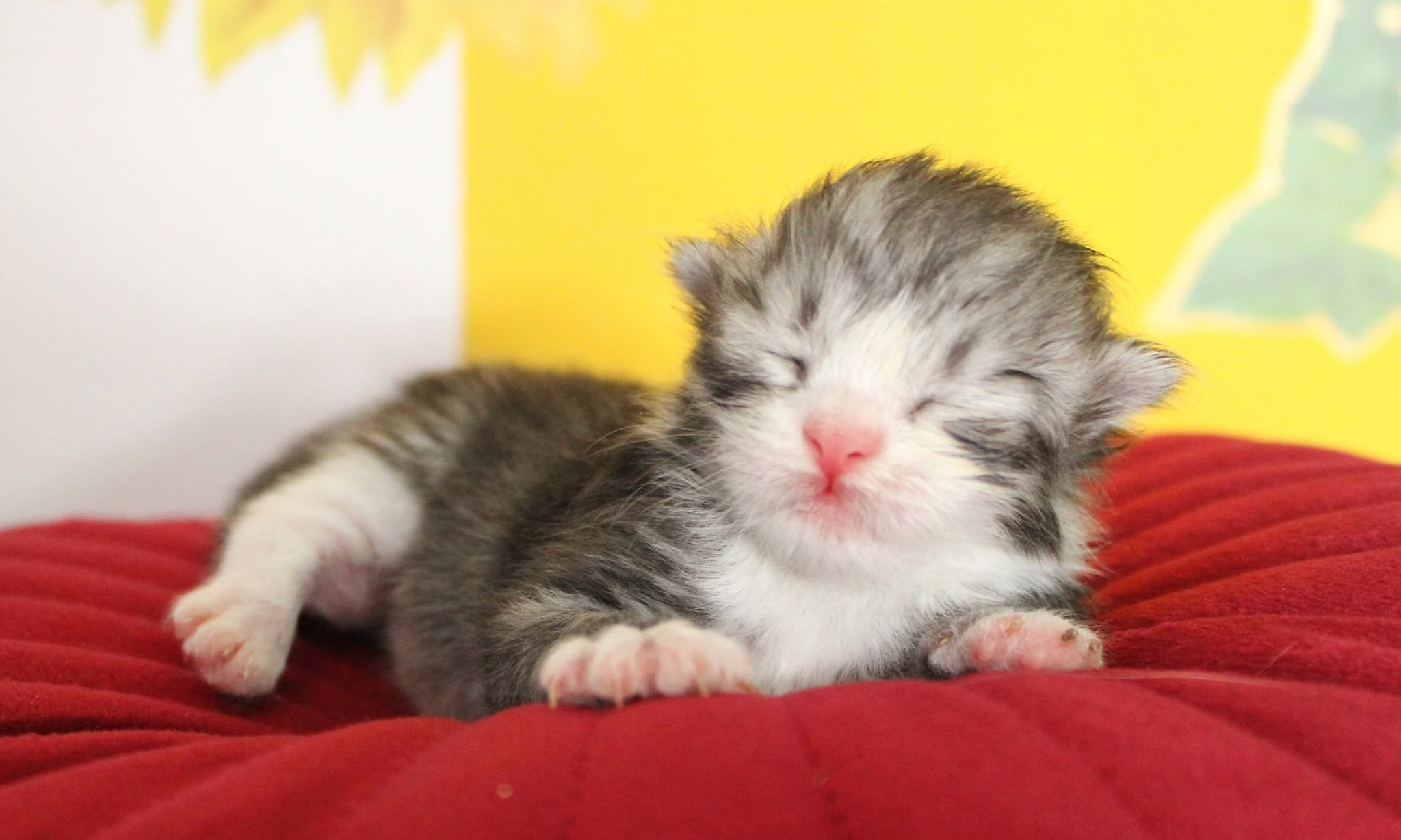Katzen | Females. SIBERIALIS: Katzenzucht von Sibirischen und Neva Masquarade Katzen