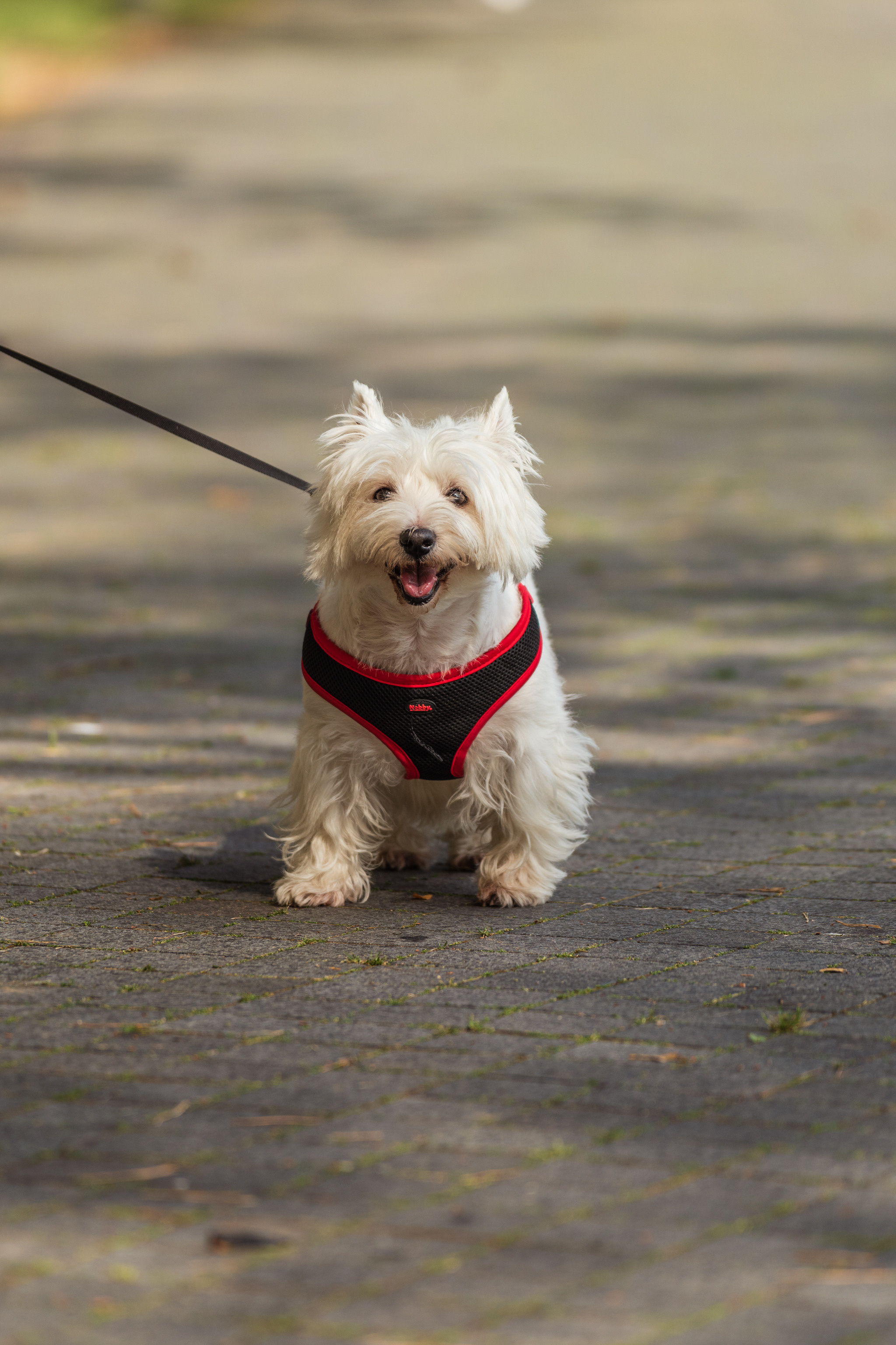 PTuras — Birštono takais. OnePIXEL